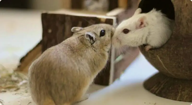 Two small pets