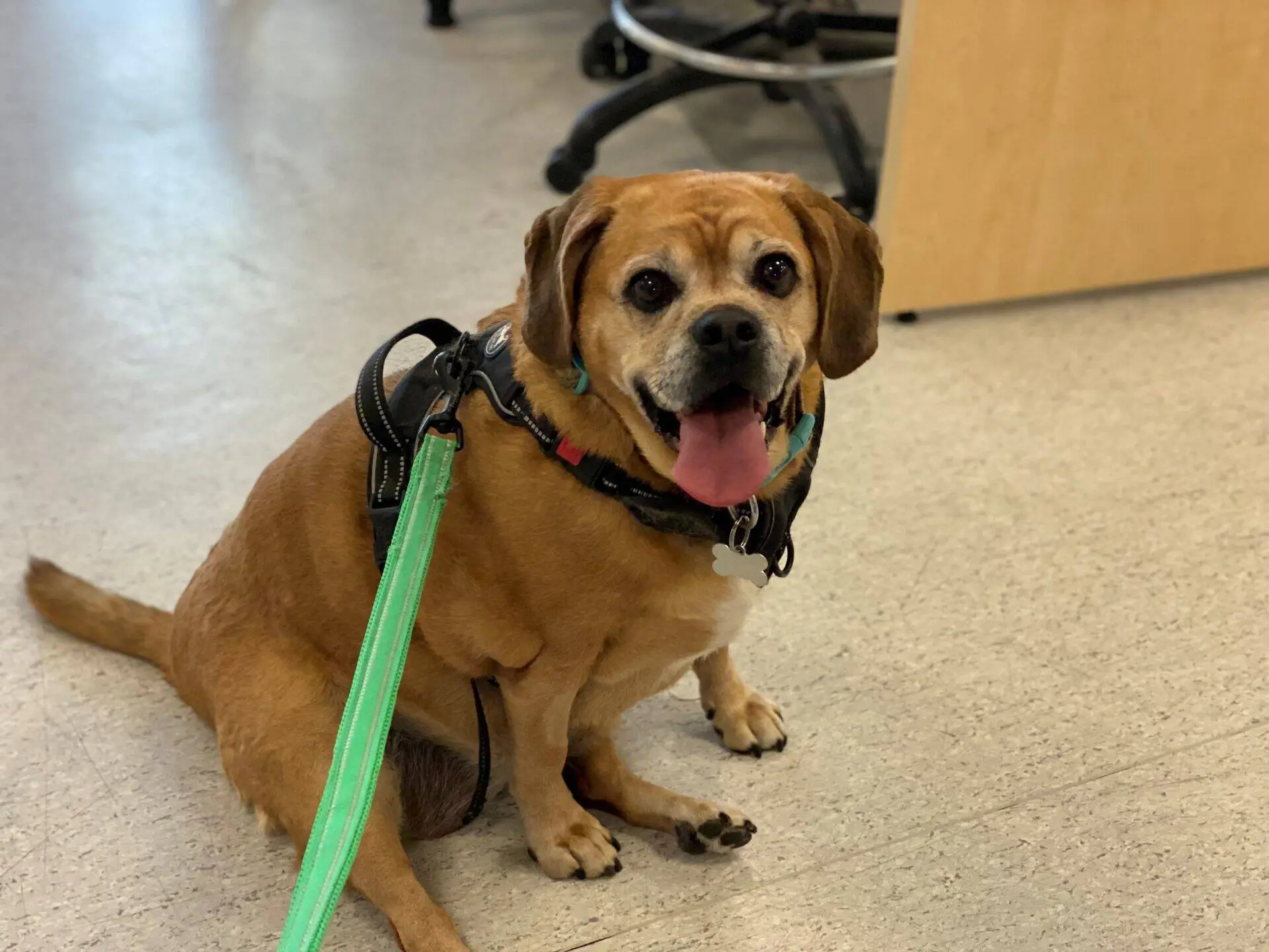 A brown dog with a black harness and green lead sits indoors on a light-coloured floor, looking up with its tongue out and mouth open, appearing happy. Office chairs and a desk are in the background.