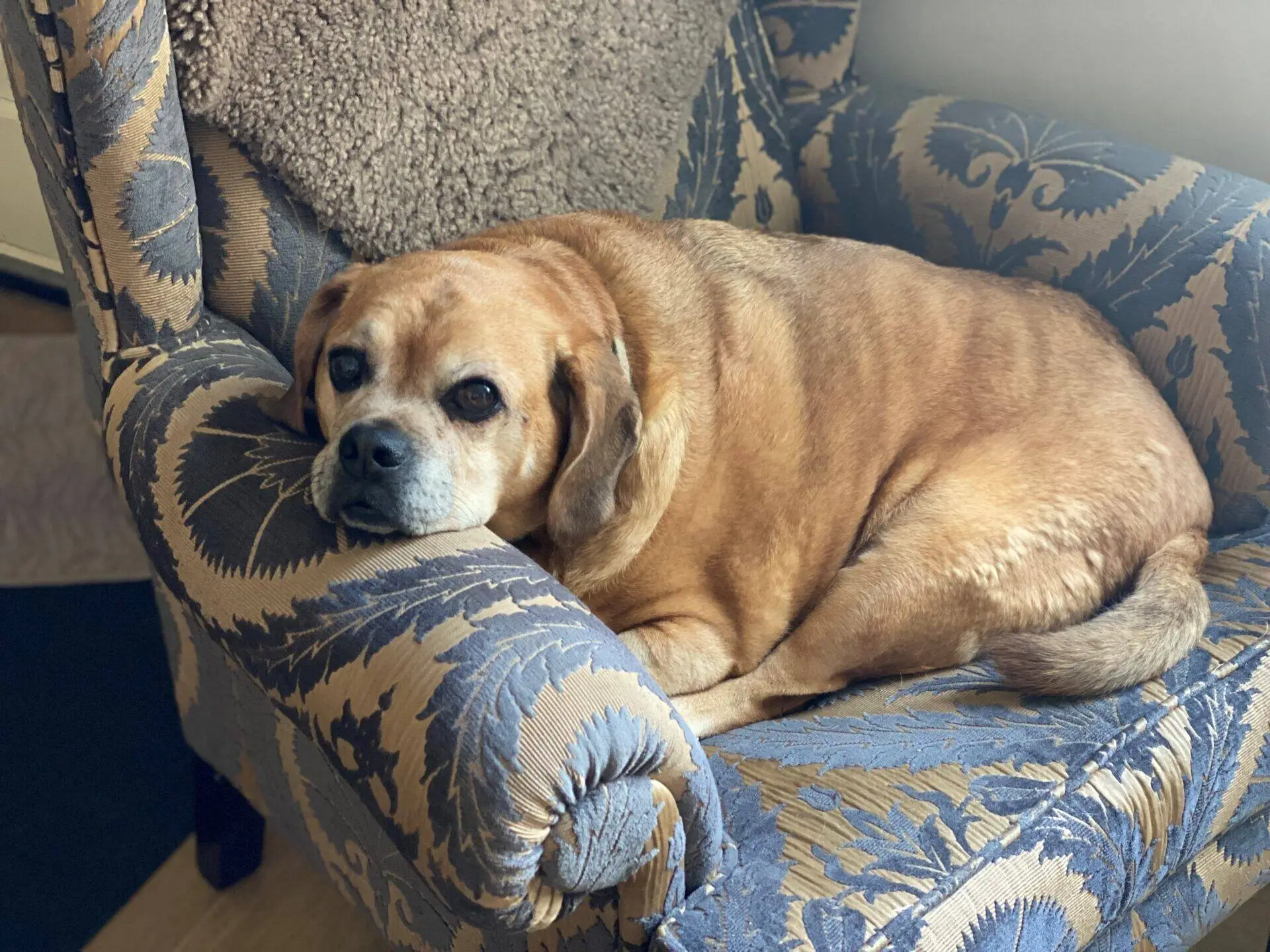 A brown beagle cross with a greying face rests its head on the arm of a blue and gold patterned armchair, looking calmly at the camera as sunlight streams in from the right side.