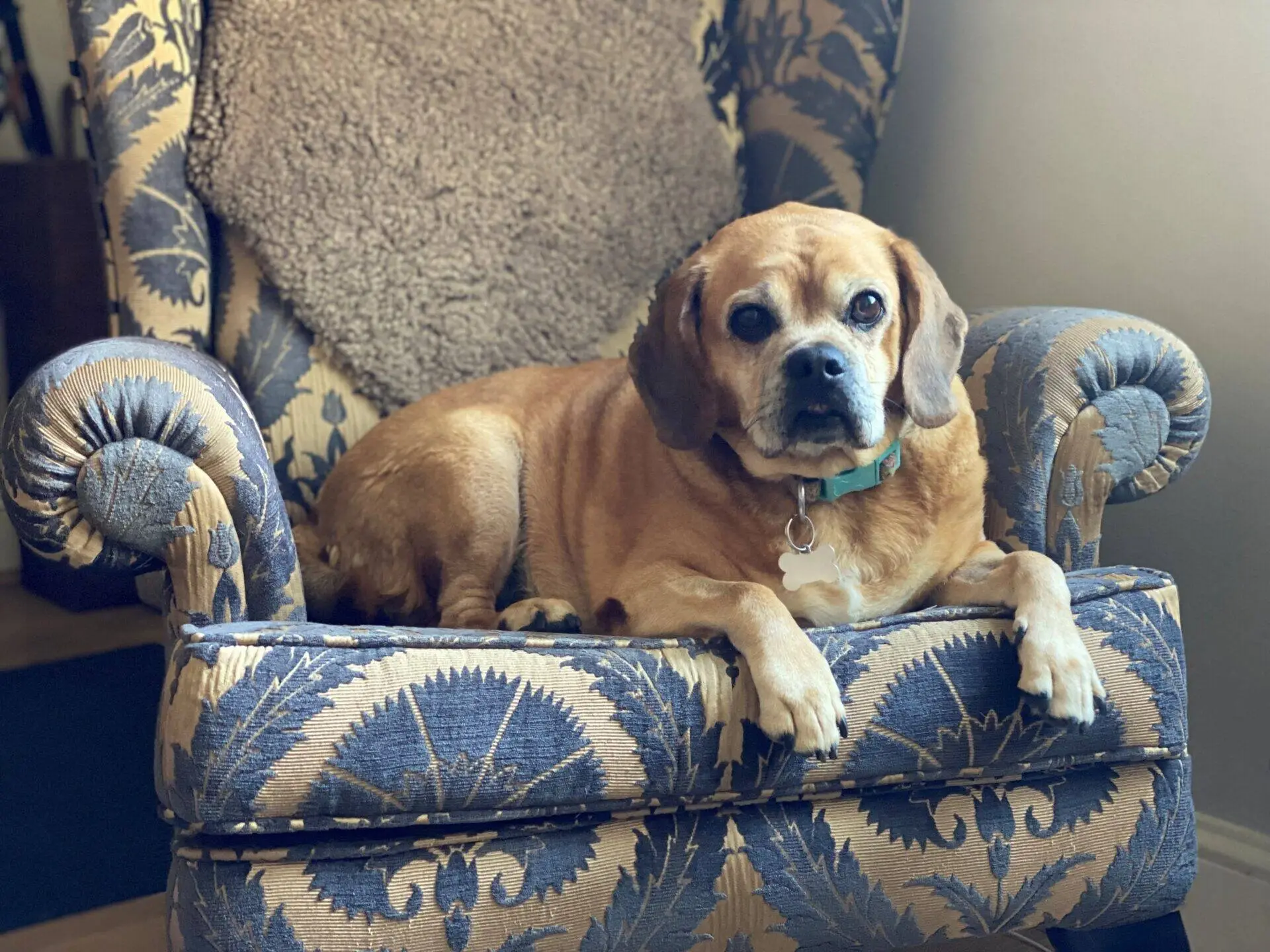 A small brown beagle cross with a curled tail lies on a blue and beige patterned armchair, looking at the camera. A fuzzy brown blanket is draped over the back of the chair.
