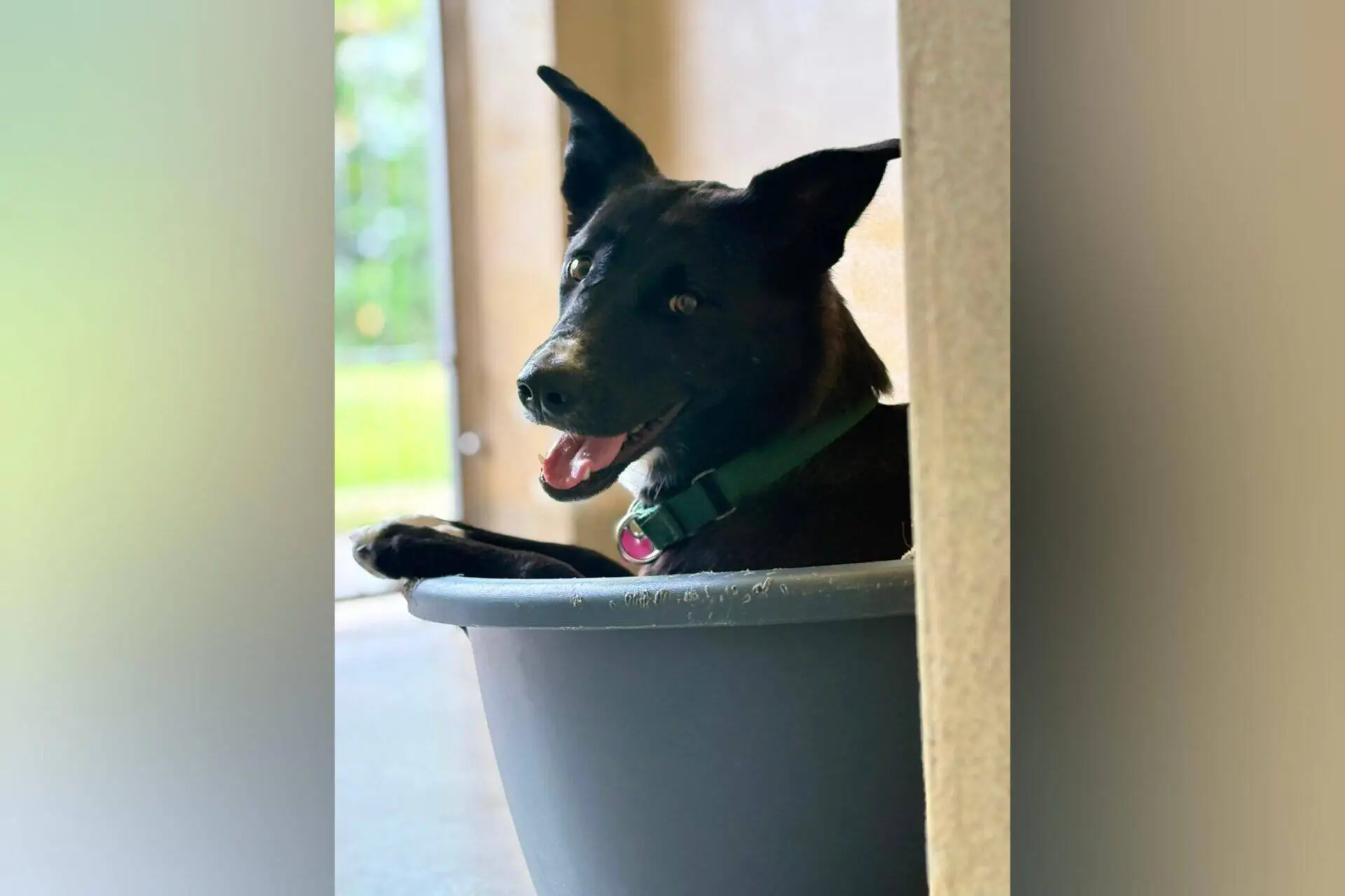 A black figgy dog with pointy ears sits comfortably in a grey plastic tub, looking to the side with its mouth open and tongue visible. The collie wears a green collar and appears happy indoors near a bright window.
