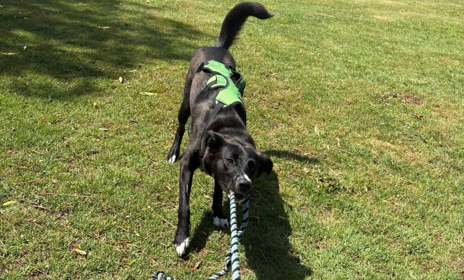 A playful black collie, known as Figgy the dog, wears a green harness and pulls on a blue-and-white rope in a grassy outdoor area, its tail up and body stretched forwards.