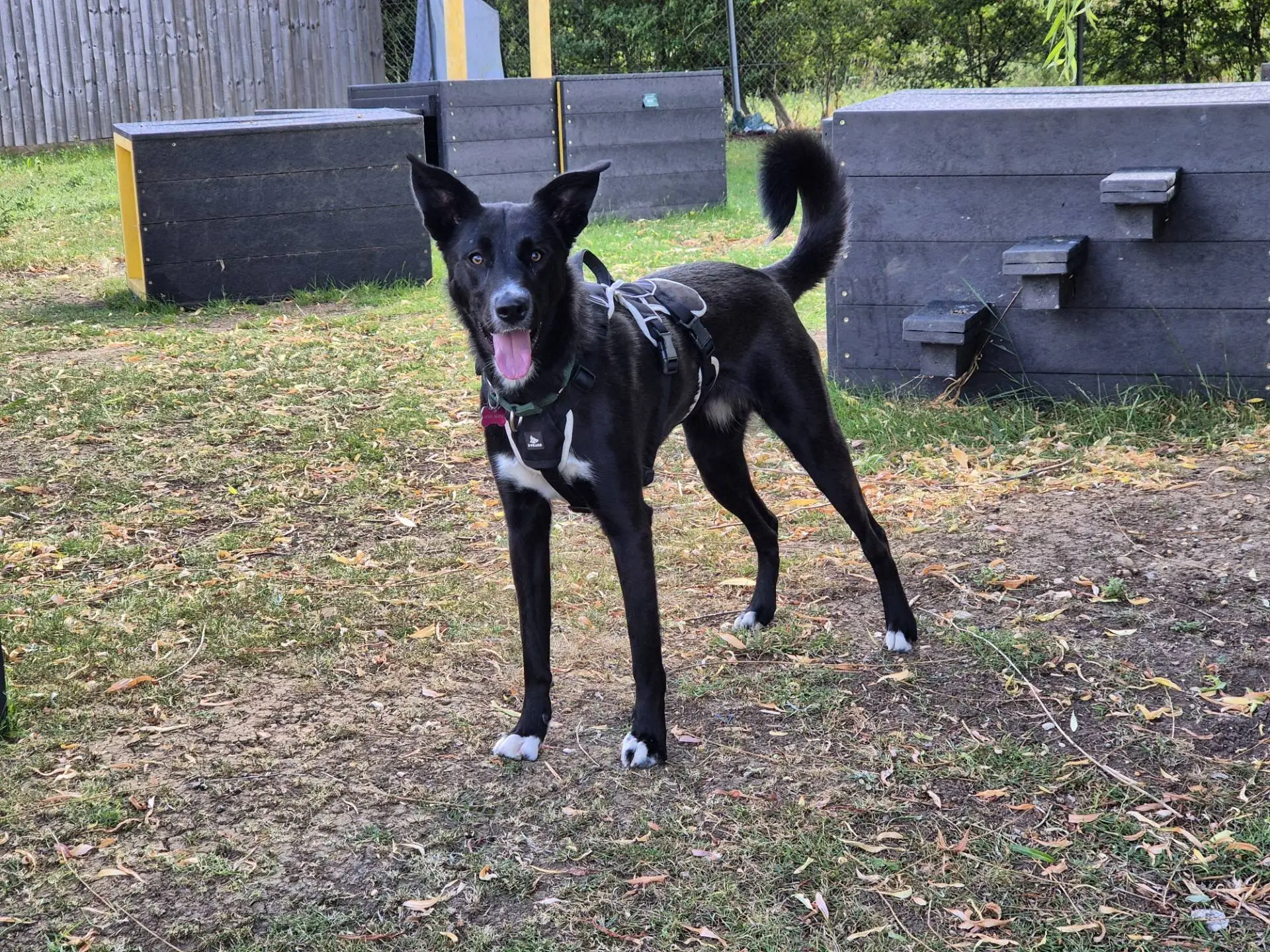 A figgy dog collie with white paws and chest stands alert on grass, wearing a harness. The collie has upright ears and its mouth open. Behind it are dark wooden agility obstacles and a fenced area.