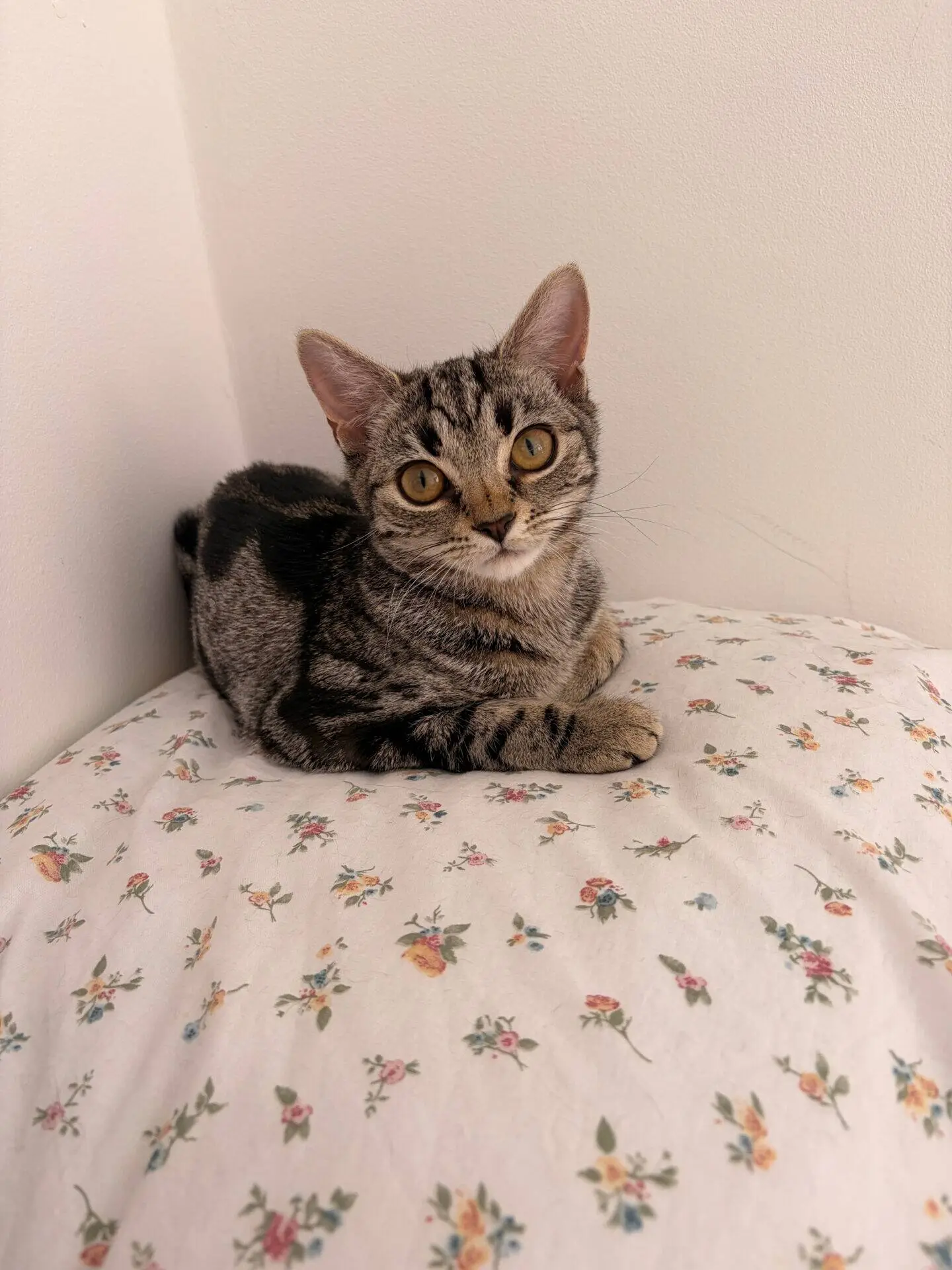A small tabby kitten with big eyes sits on a white pillow covered in a floral pattern, against a plain white wall.