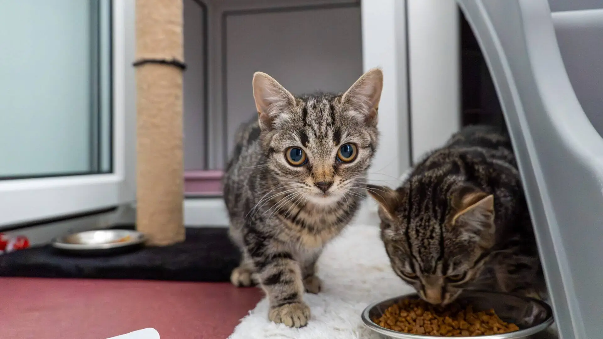 Two tabby cats are indoors; one cat looks curiously at the camera while the other eats dry food from a bowl. There is a scratching post, a window, and a pet bed in the background.
