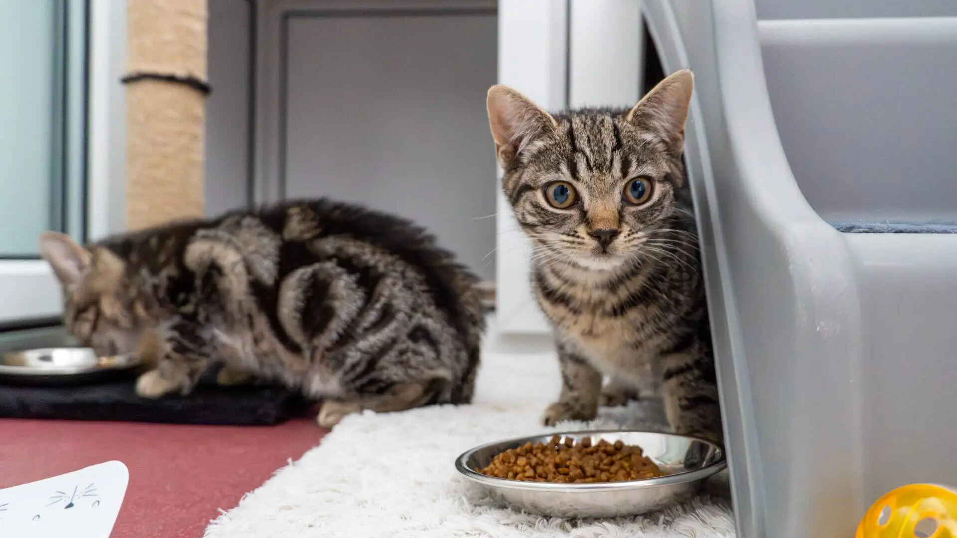 Two tabby kittens are indoors. One kitten sits near a bowl of dry cat food, looking at the camera, while the other kitten eats from another bowl in the background. Both are on a light carpet by cat furniture.