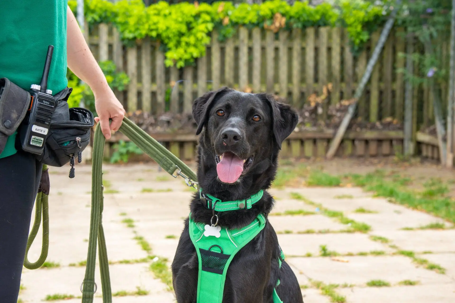 A black labrador cross german shepherd wearing a green harness sits on a patio, looking happy with its tongue out. A person holding the lead stands beside the dog. There’s a wooden fence and greenery in the background.
