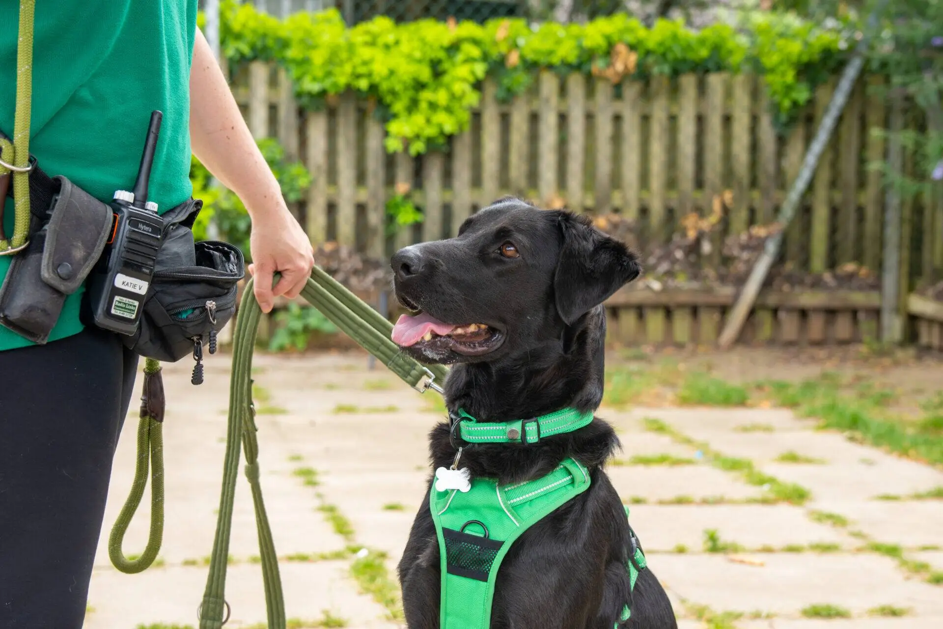 A black dog wearing a green harness sits attentively beside a person holding its lead, with a wooden fence and greenery in the background.