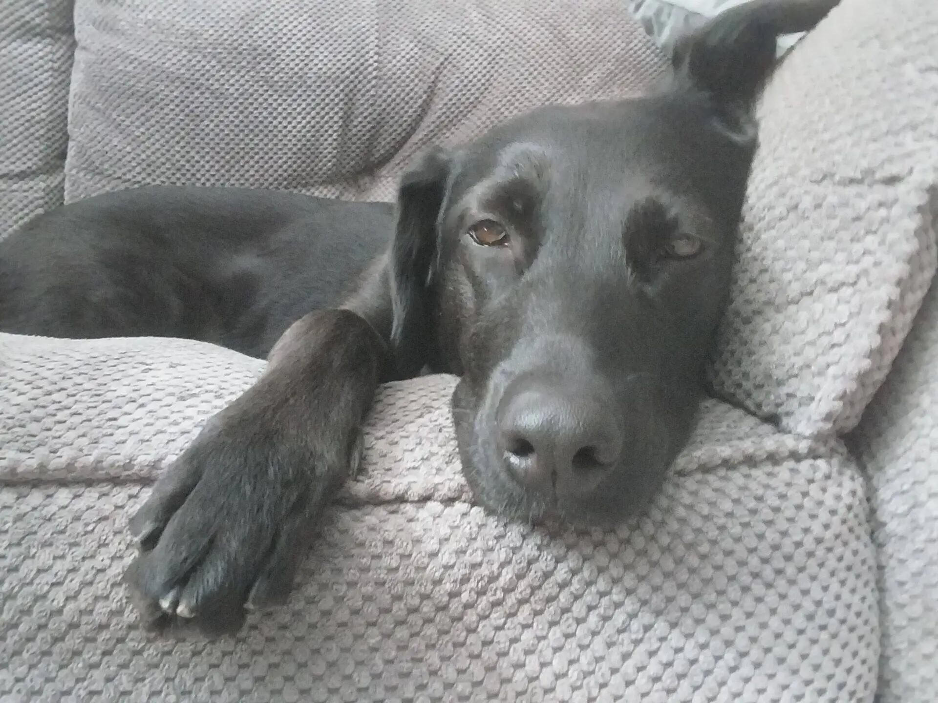 A black dog, Molly Labrador cross German Shepherd, lies on a textured grey sofa, resting its head and front paw on the cushion, looking relaxed and sleepy.