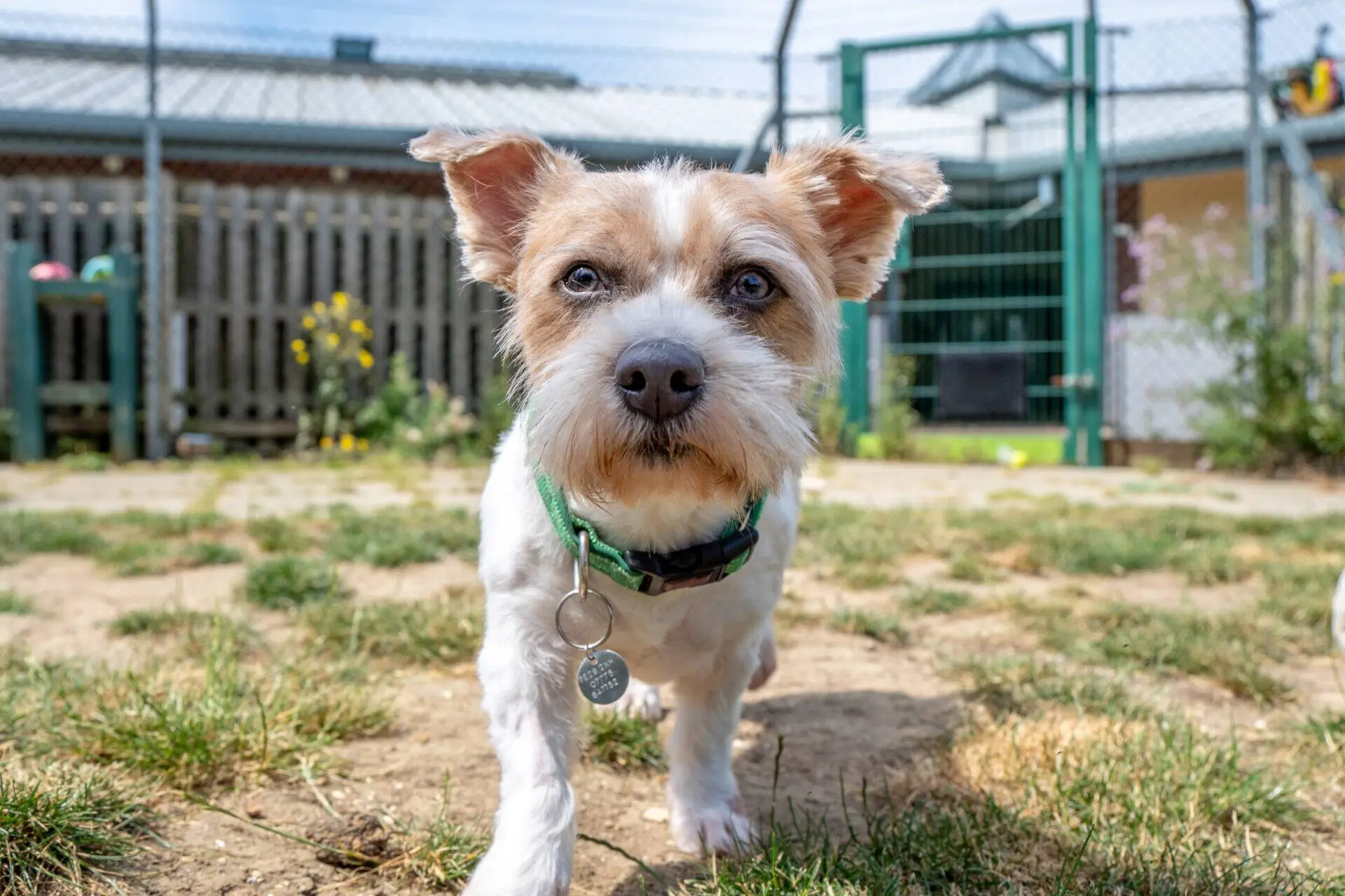 Small shih tzu cross with a green collar walks towards the camera in a fenced outdoor area with grass patches and a building in the background.