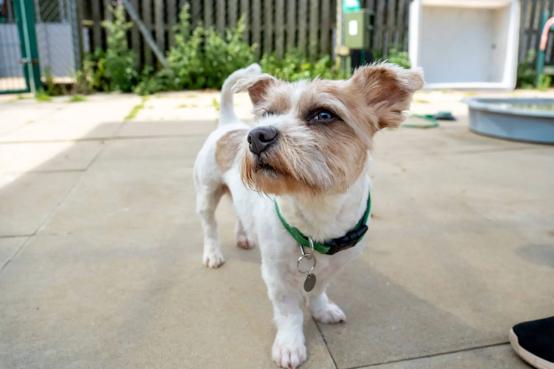 A small white and tan dog with a green collar stands on a patio, looking off to the side. There are plants, a fence, and a kennel in the background on a sunny day.