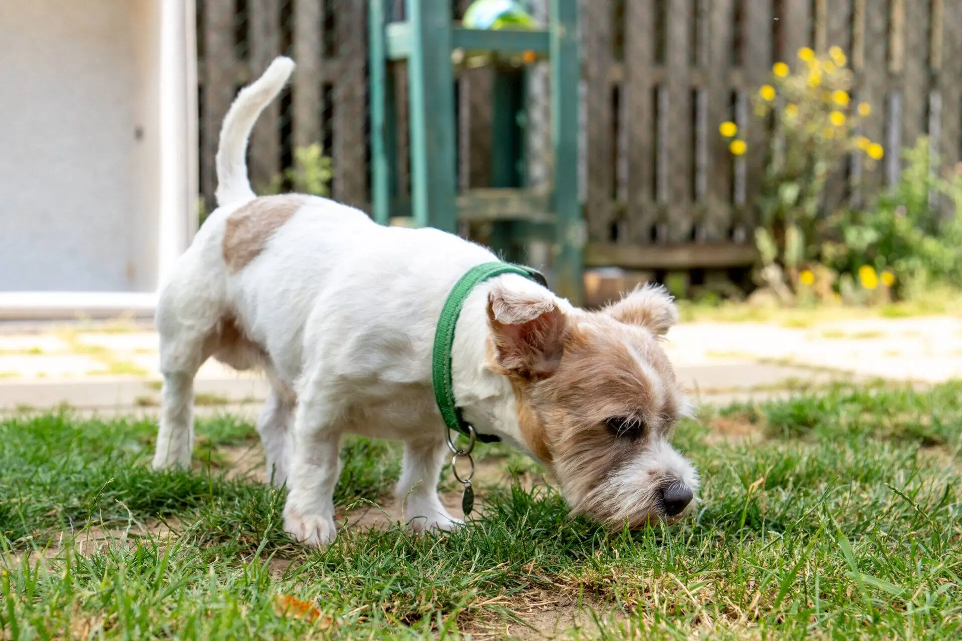 A small dog with white and brown fur and a green collar sniffs the grass in a sunny garden, with a wooden fence and yellow flowers in the background.