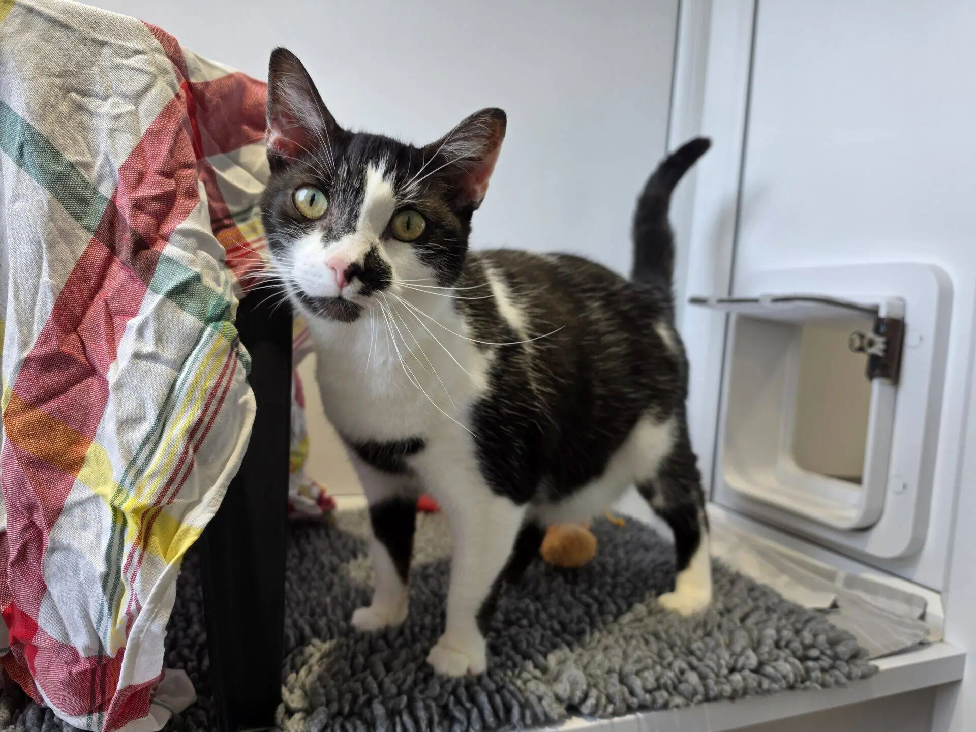 A black and white cat stands on a grey rug near a cat flap and a colourful checked cloth, looking curiously at the camera.