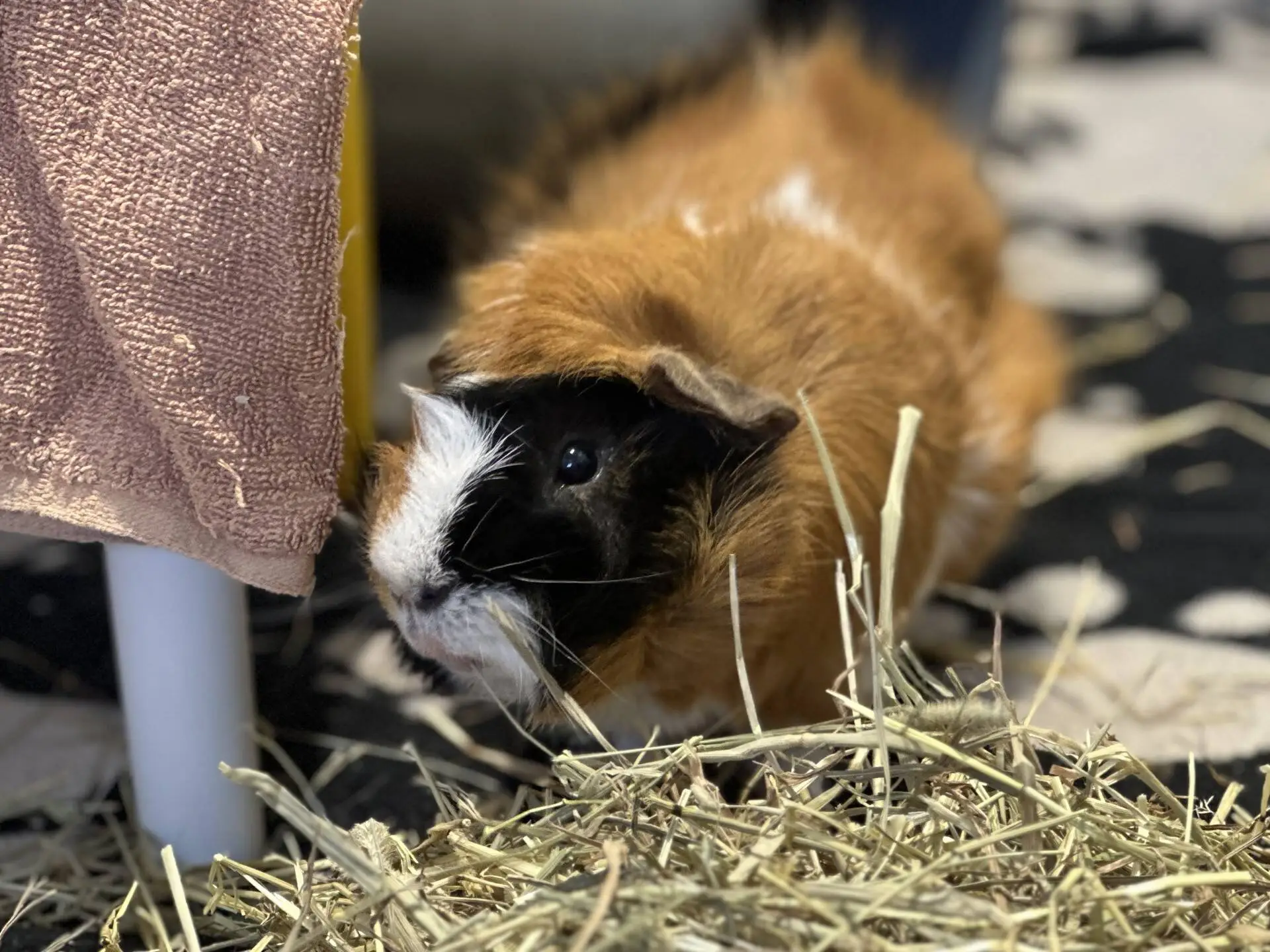 A brown, white, and black guinea pig sits beside a pink towel and a pile of hay, looking up with curious eyes.