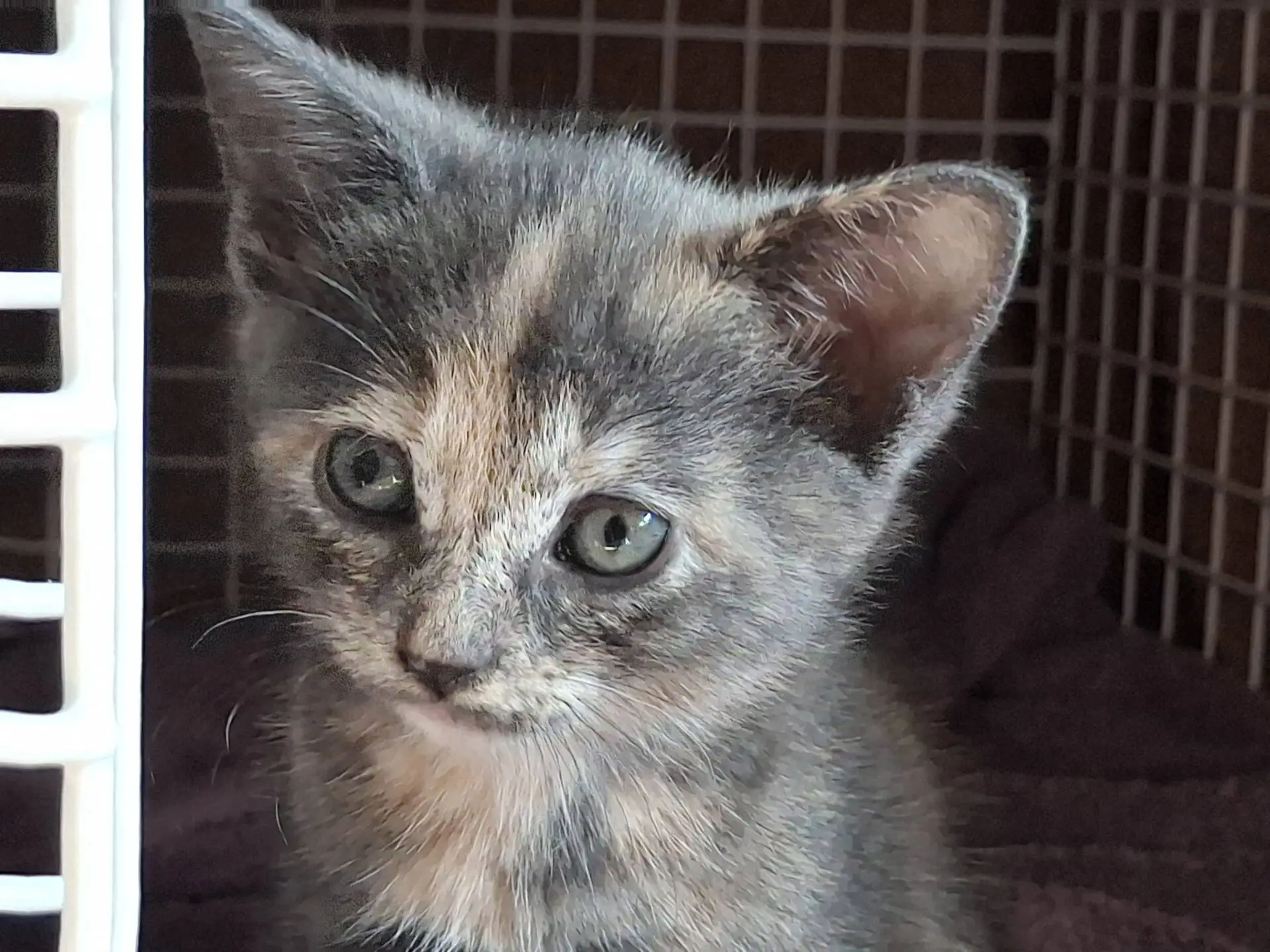 A young grey and orange tortoiseshell kitten with green eyes sits in front of a brown grid background, looking slightly to the side.