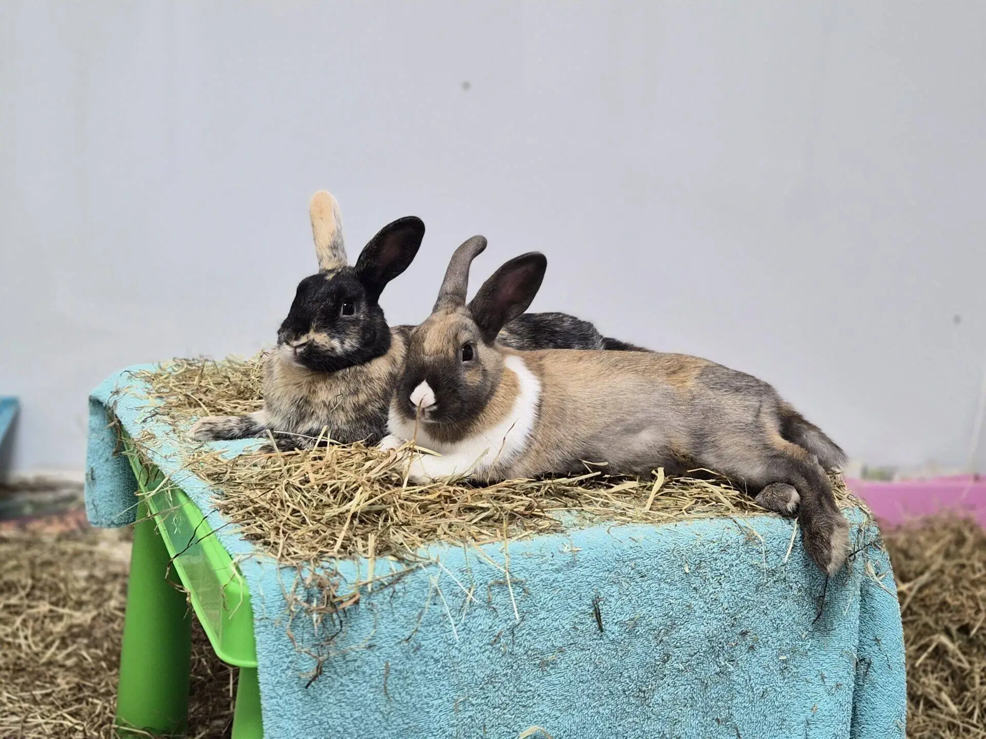 Two rabbits are relaxing on a pile of hay atop a green table covered with a blue towel. One rabbit is black and tan, the other is brown and white. The background is neutral and out of focus.