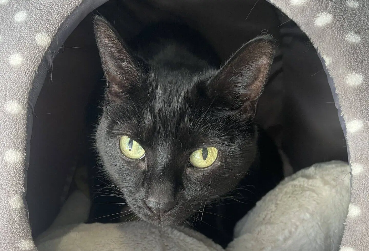A black cat with green eyes sits inside a grey, polka-dotted cat bed, looking out from the opening. There is a light-coloured blanket inside the bed.