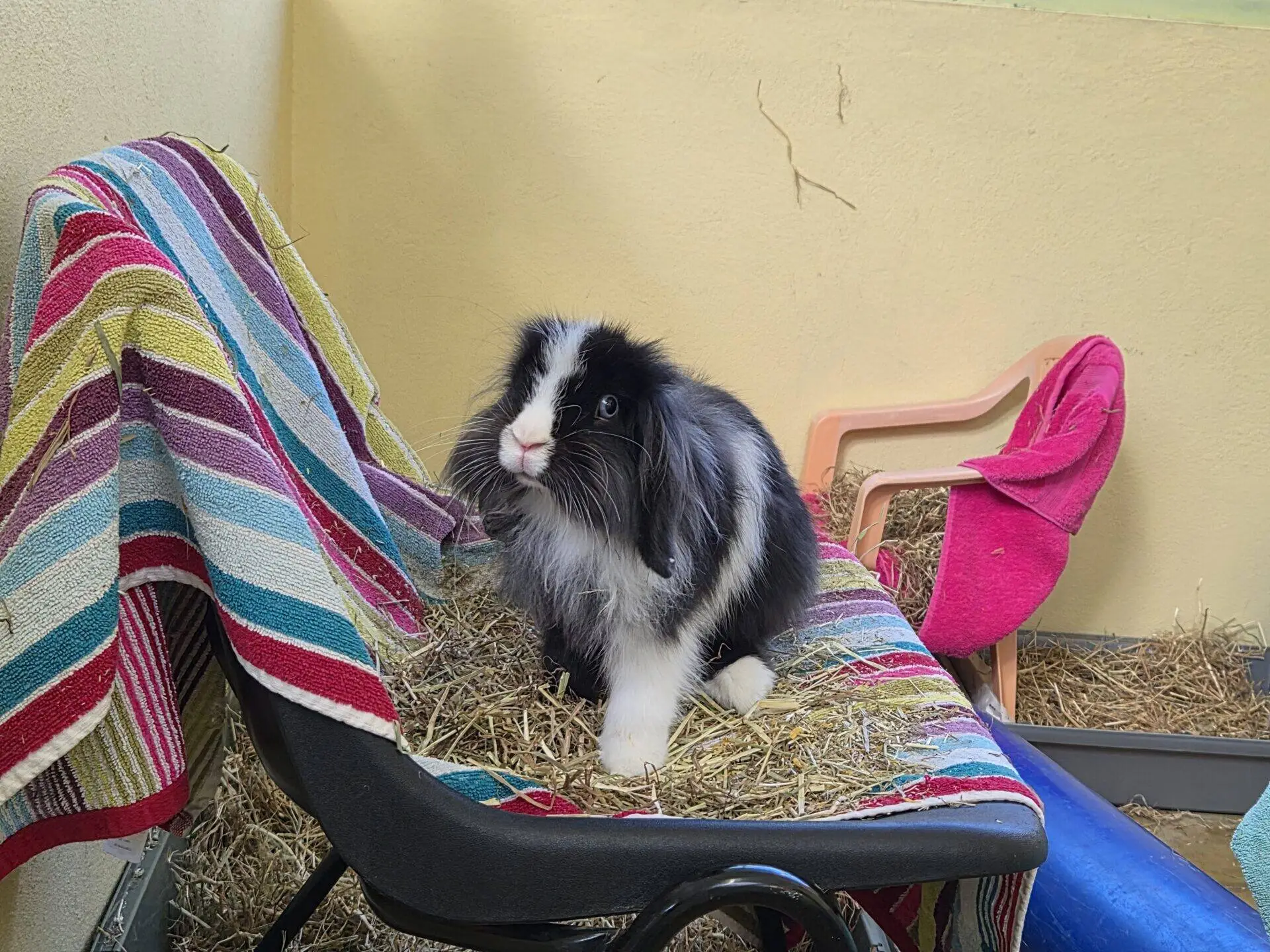A black and white rabbit sits on hay atop a striped blanket draped over a chair. In the background are a pink chair, pink cloth, and scattered hay.