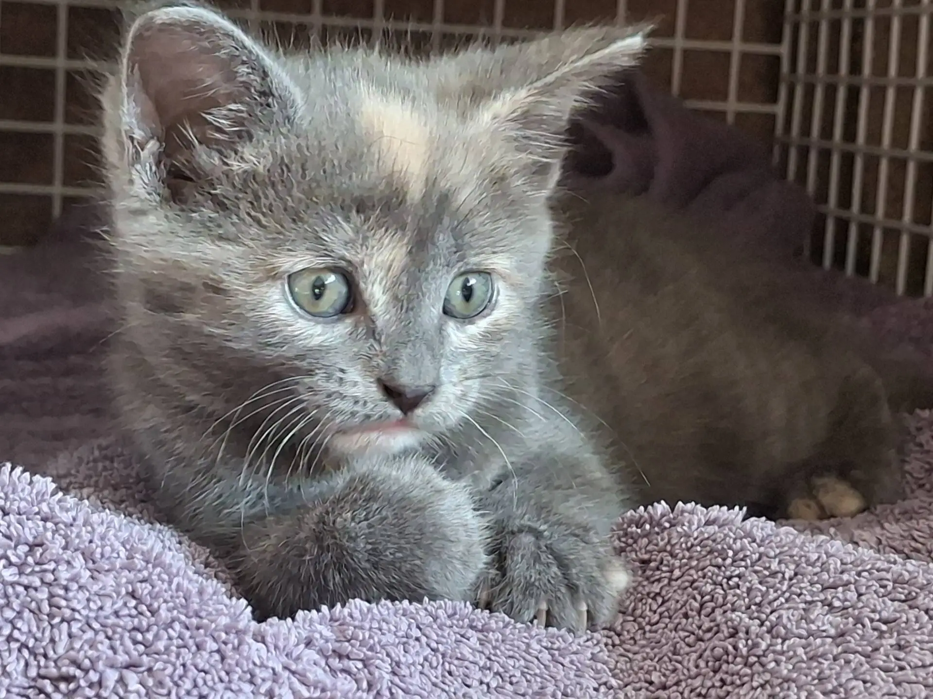 A small grey kitten with green eyes lies on a purple towel, looking off to the side with its front paws tucked under its chin. There is a metal grille and a soft blanket in the background.