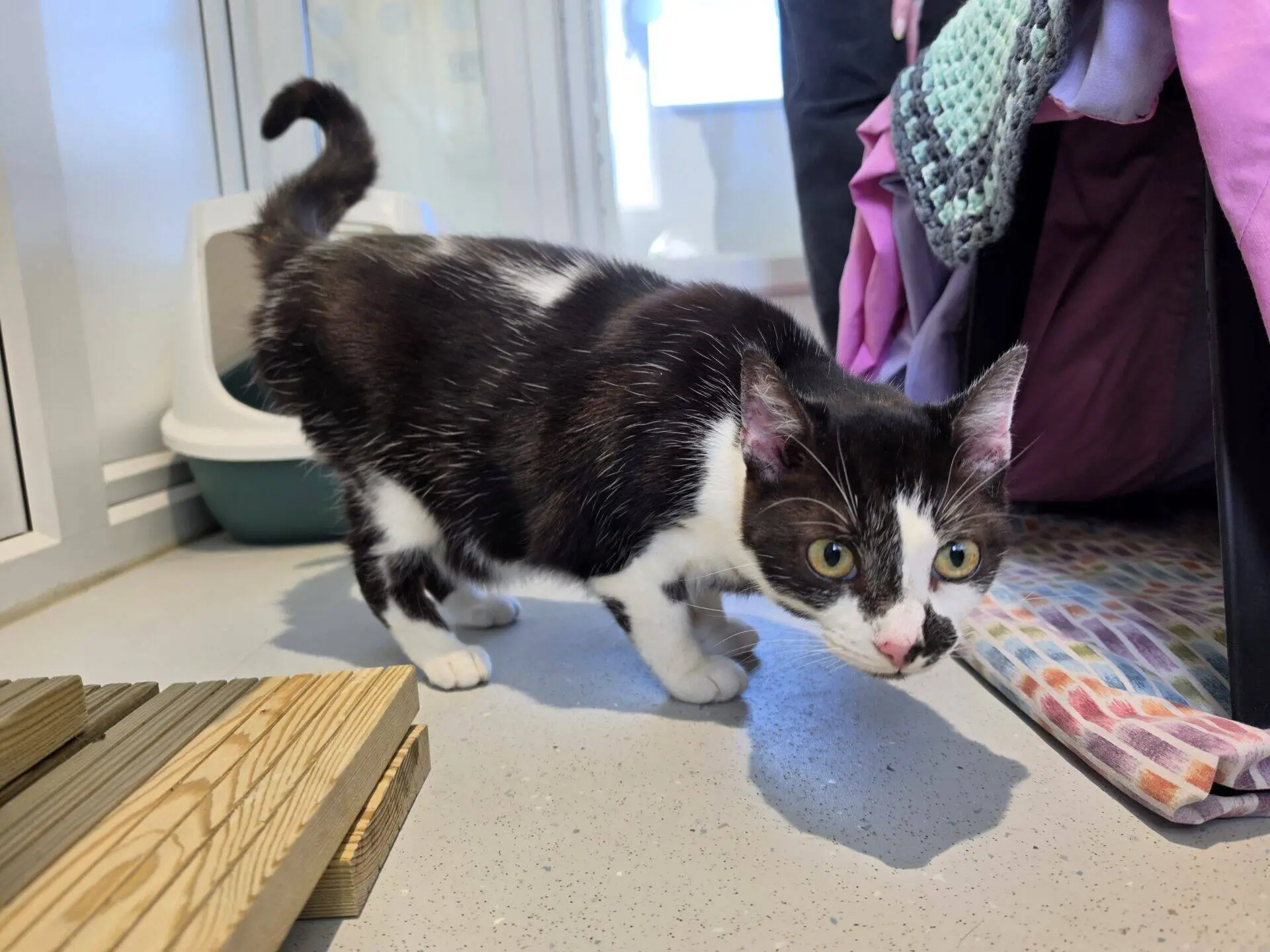 A black and white cat with green eyes crouches on a floor near blankets and a wooden board, looking curiously at the camera.