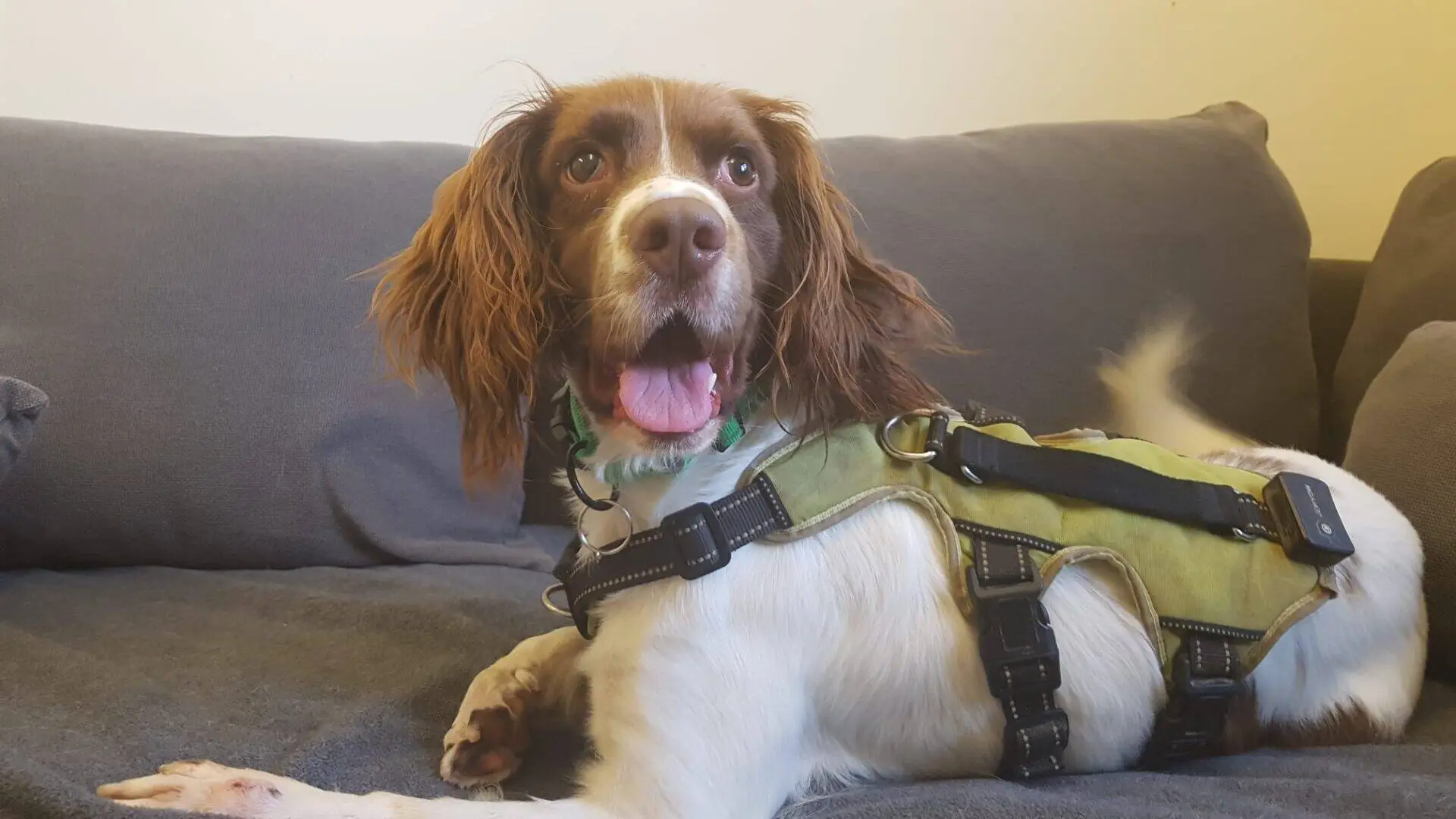 A brown and white Springer Spaniel named Billy Bob with floppy ears wears a green harness, lying on a grey sofa and looking up with its mouth open and tongue out.