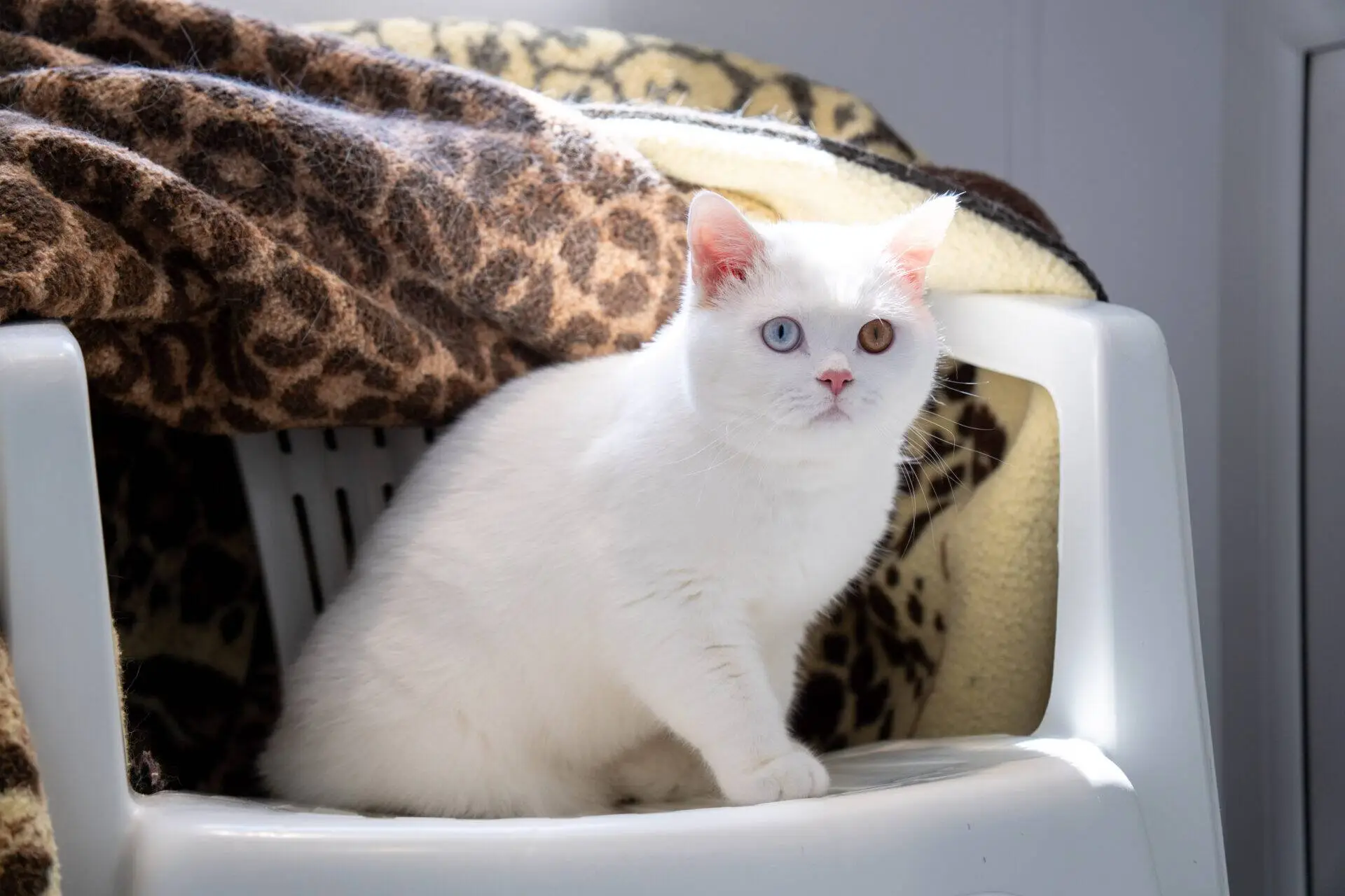 A white cat with heterochromia (one blue eye, one amber eye) sits on a white plastic chair covered with a brown leopard-print rug. Sunlight shines on the cat, highlighting its fur.