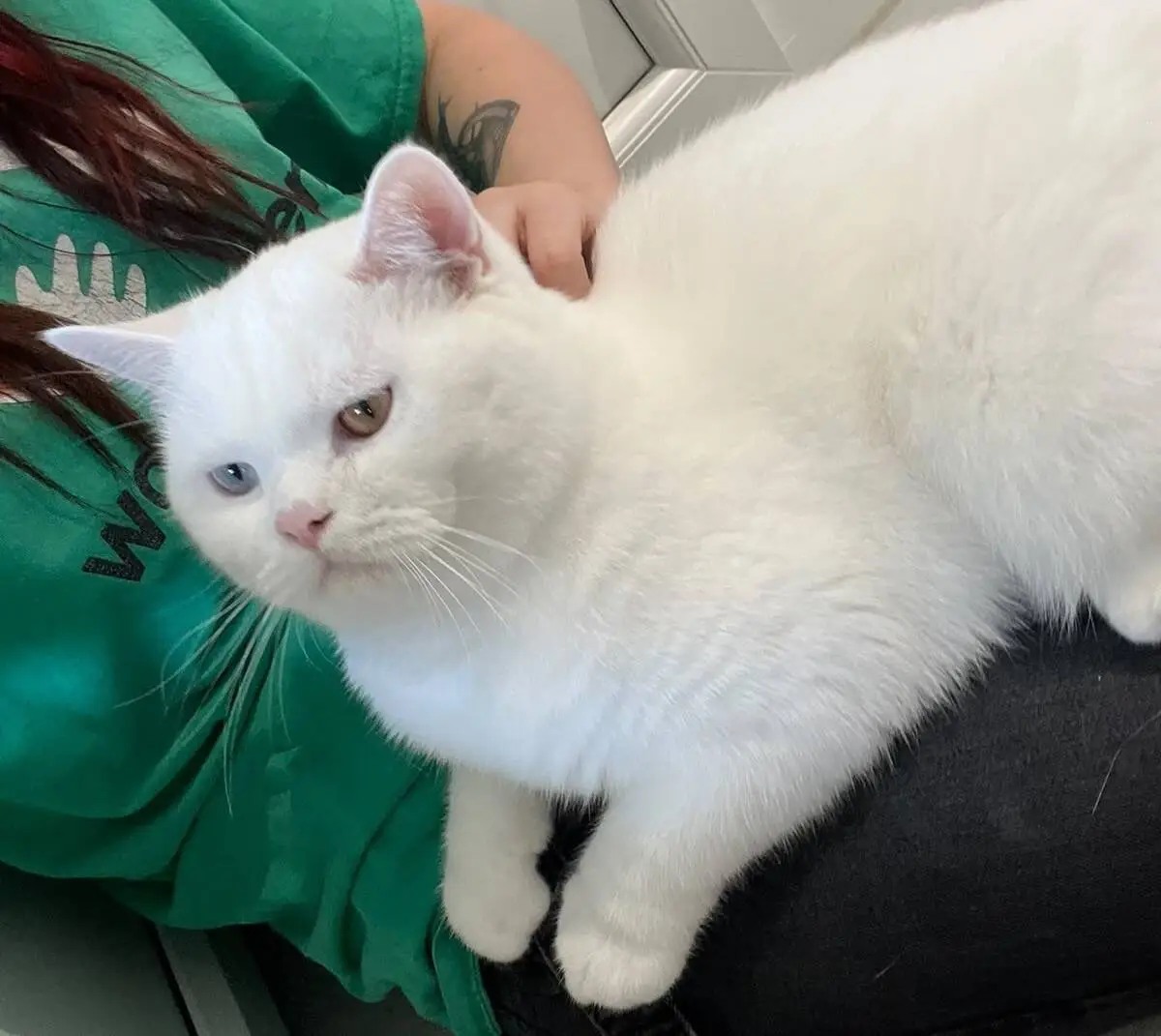 A fluffy white cat with odd-coloured eyes sits on a person's lap. The person is wearing a green shirt and has a tattoo on their arm. The background shows part of a door and white walls.