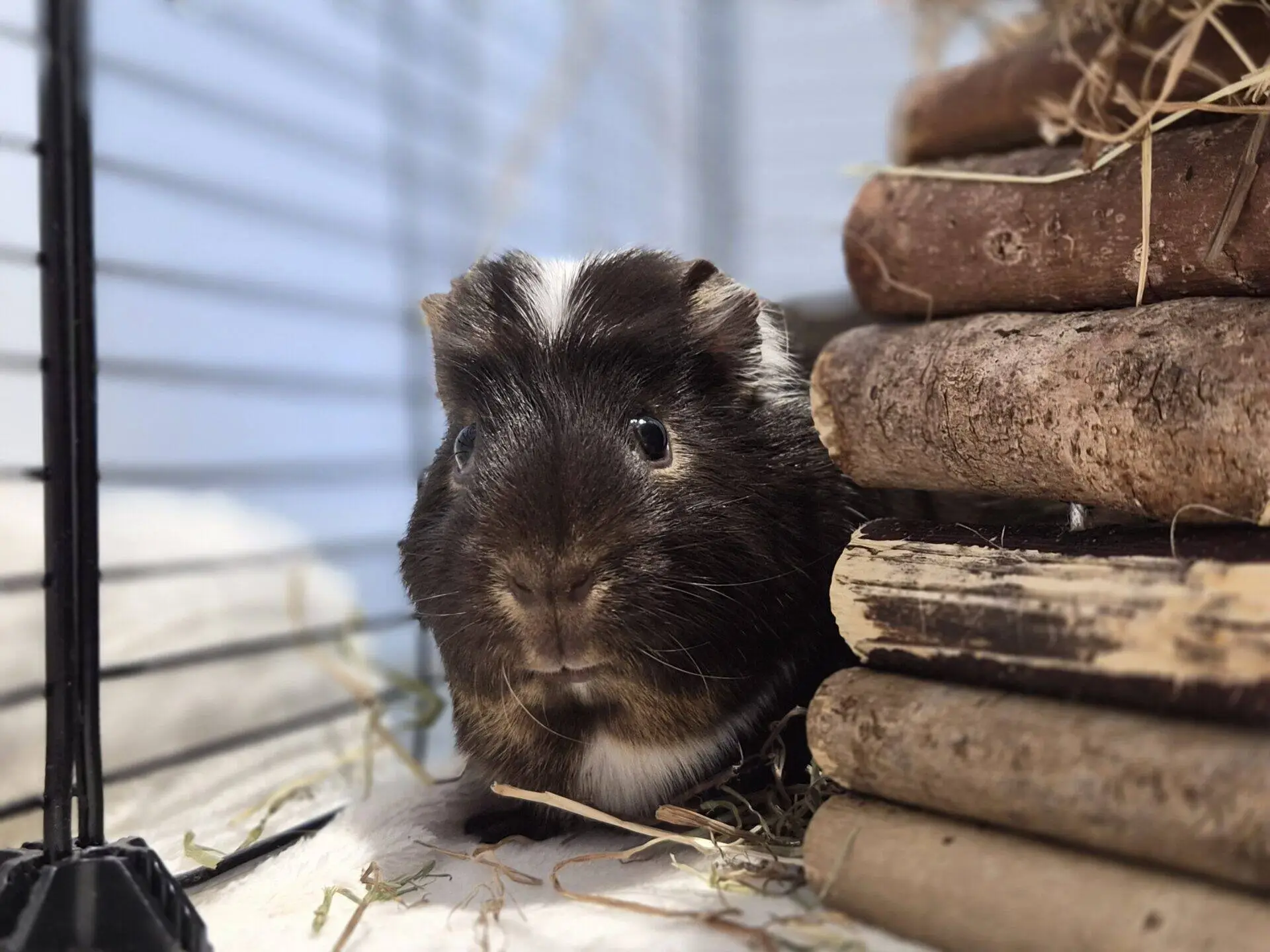 A brown and white guinea pig sits next to a stack of wooden hide and hay inside a cage, looking directly at the camera.
