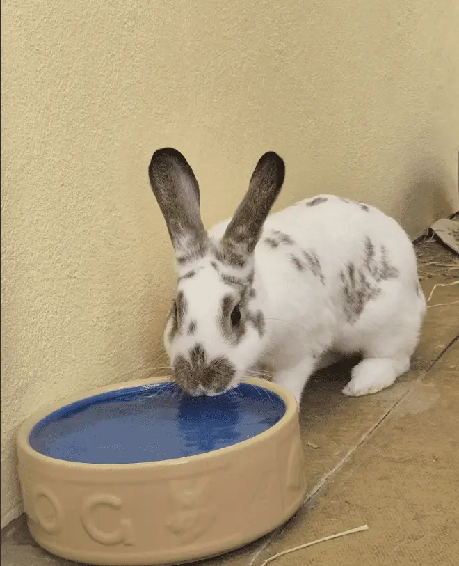 A white rabbit with dark spots drinks water from a beige bowl placed on the ground next to a light yellow wall.