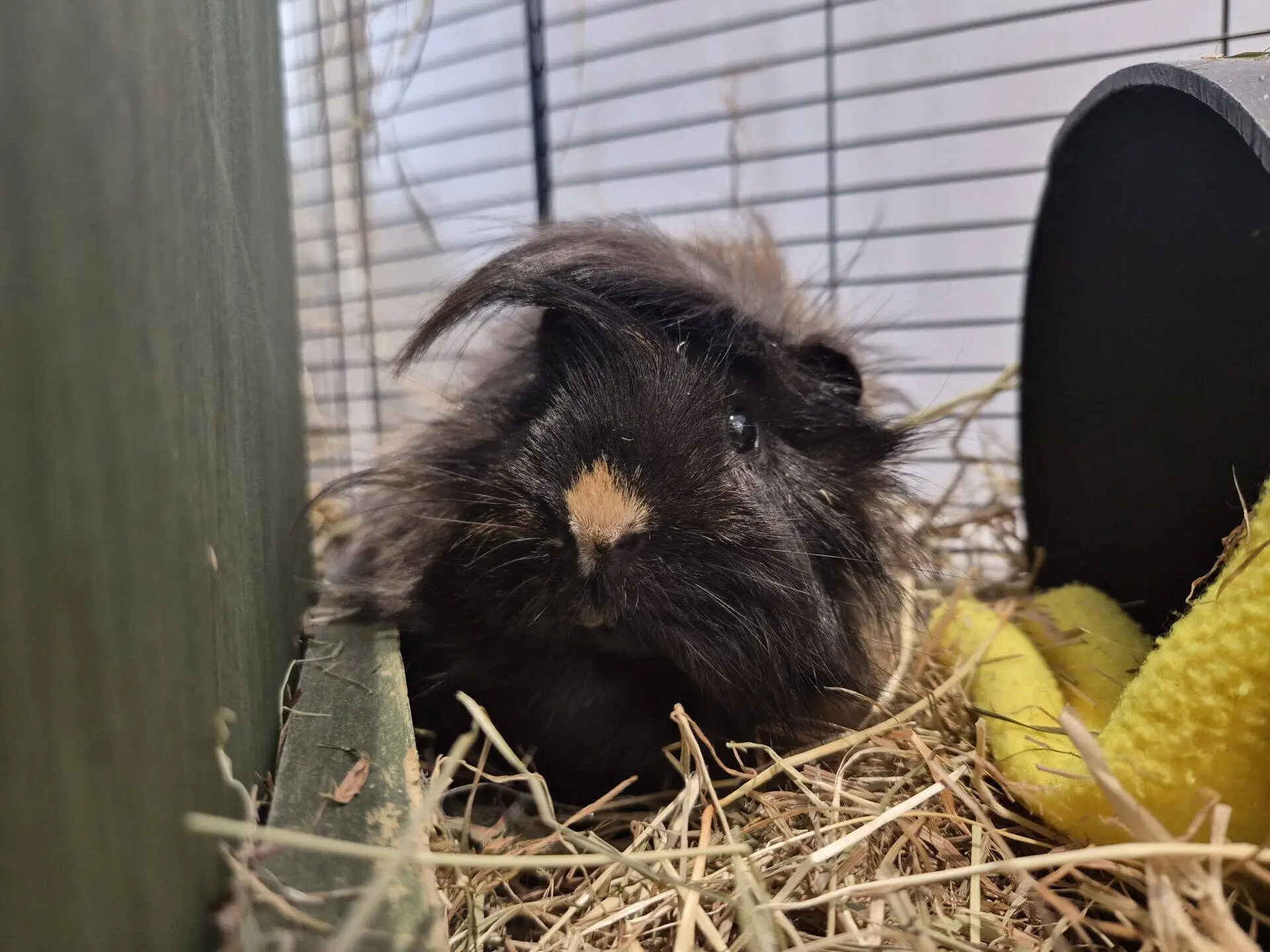 A fluffy black guinea pig with a tan spot on its nose sits on hay inside a cage, next to a yellow fleece item and a dark shelter.