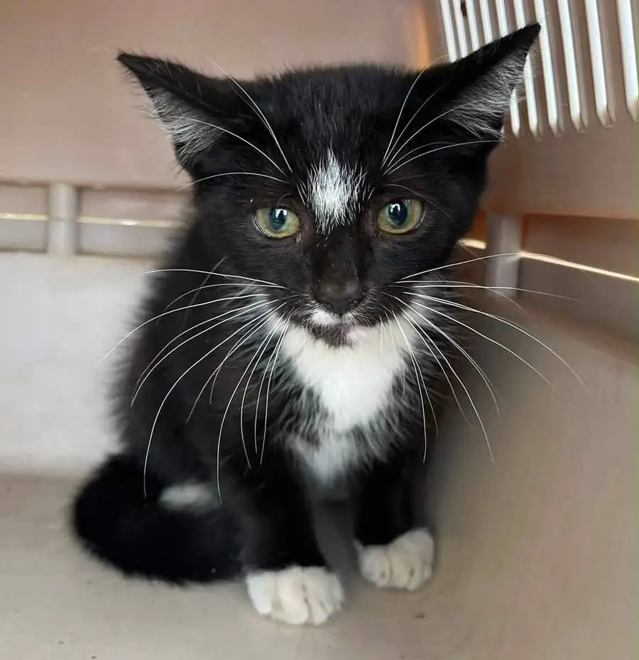 A black and white kitten with white whiskers and paws sits inside a beige plastic carrier, looking towards the camera with wide eyes.