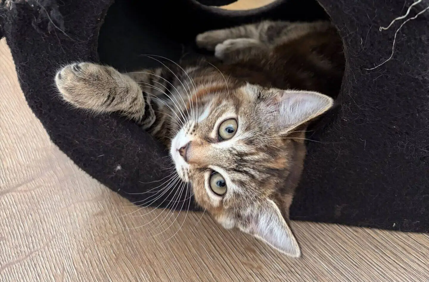 A tabby cat lies inside a black, heart-shaped cat tunnel, peeking out with one paw extended onto the wooden floor. The tunnel shows signs of wear along its edges.