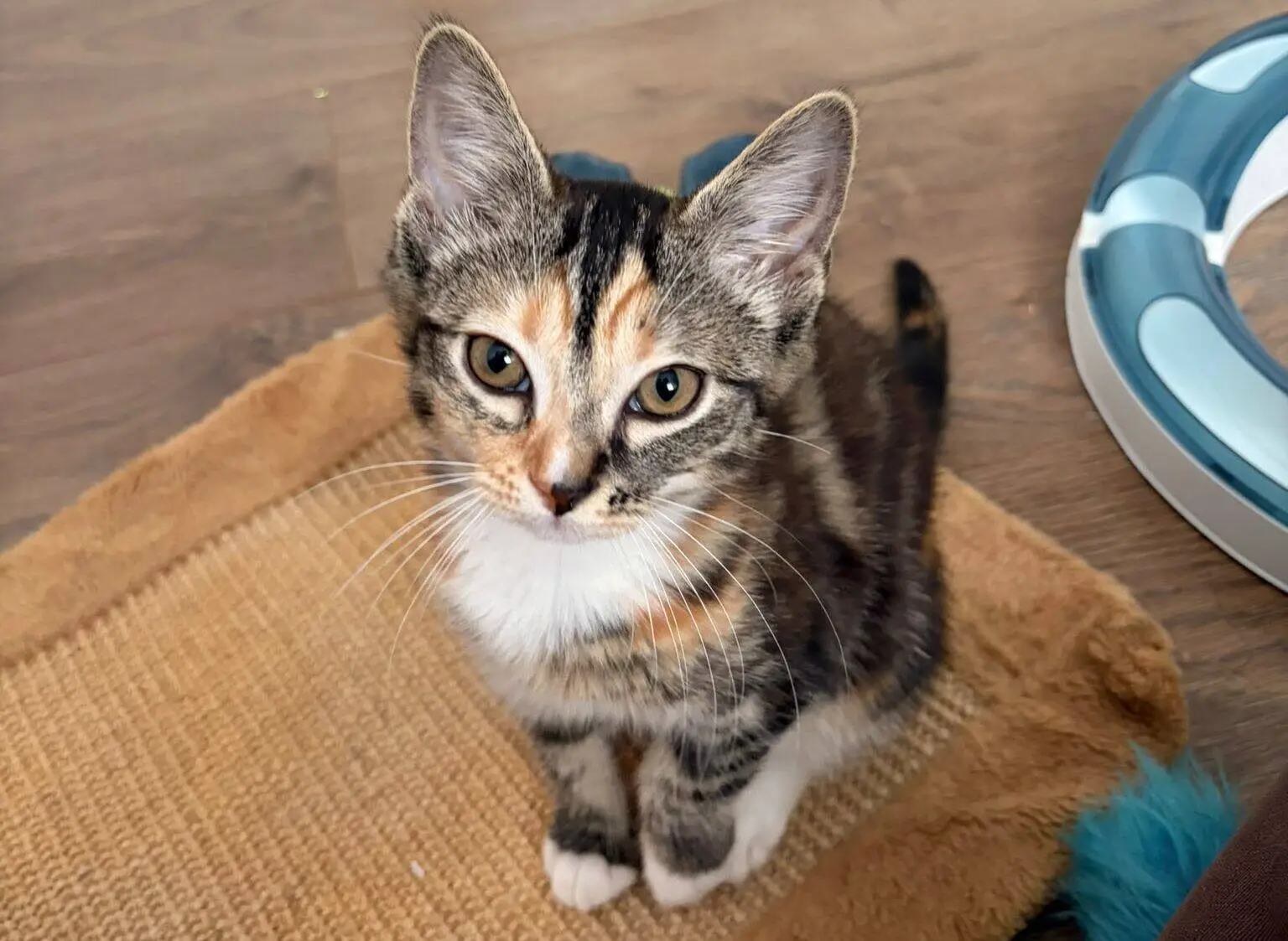 A small tabby kitten with orange and white markings sits on a tan mat on a wooden floor, looking up. Cat toys and a scratching post are in the background.