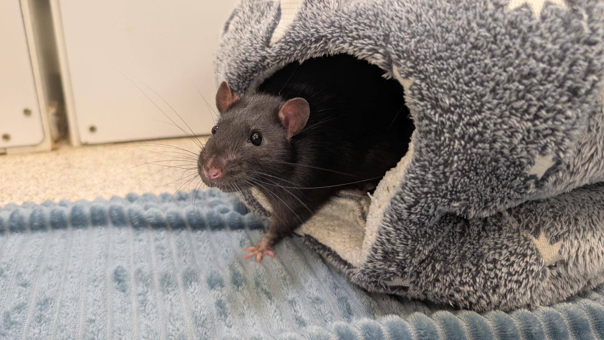 A black rat peeks out from a cosy, grey, star-patterned tunnel bed placed on a textured blue mat.