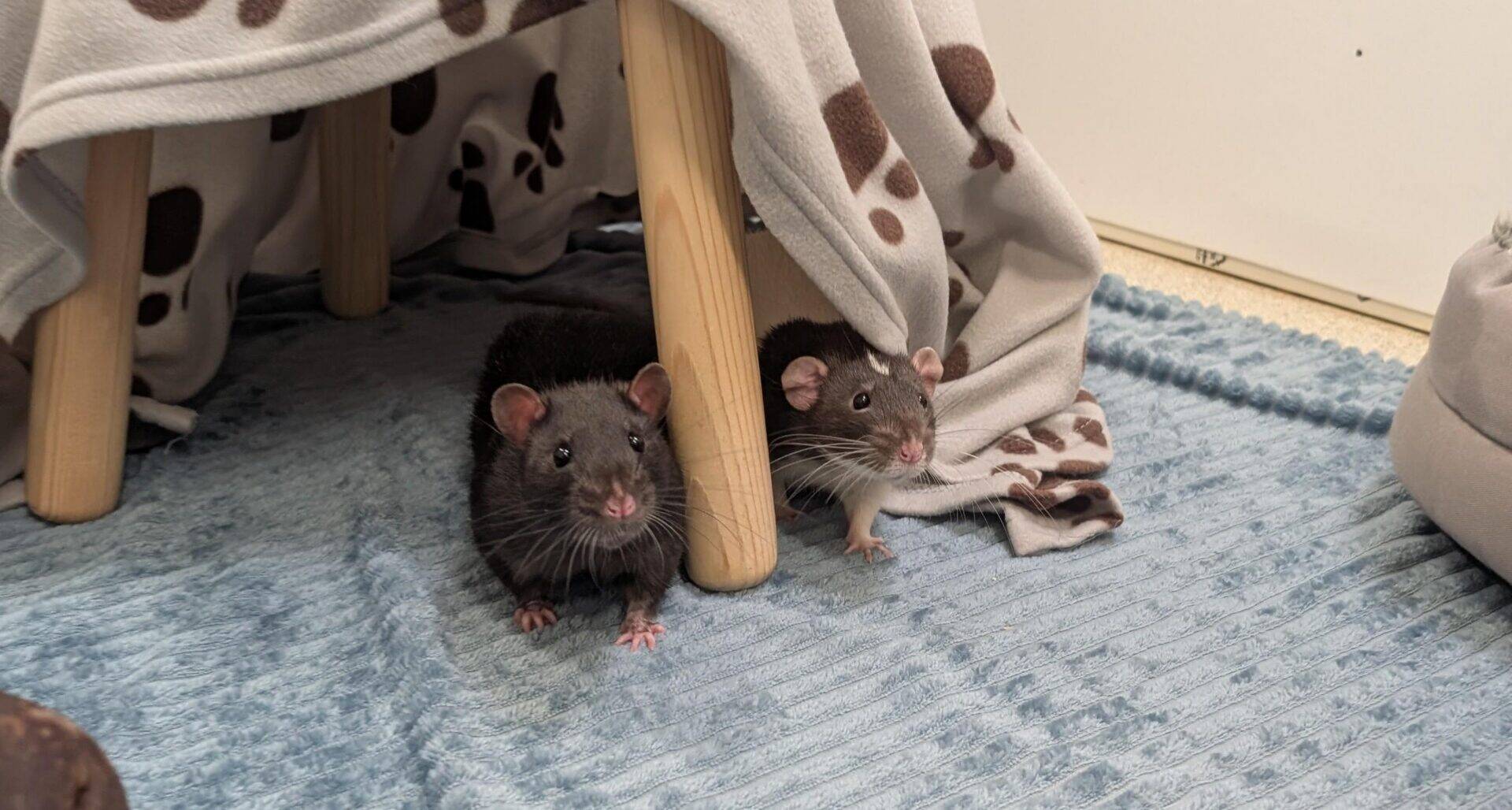 One black rat and one black and white rat peek out from under a wooden stool covered with a paw-print blanket, standing on a textured blue rug in a cosy indoor setting.