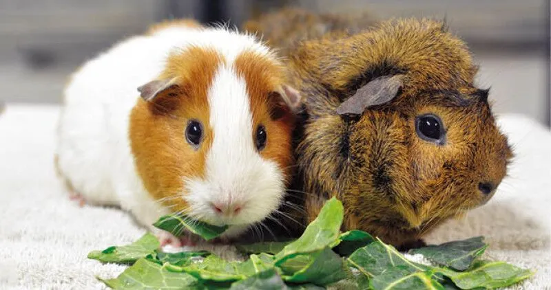 Two guinea pigs, one with white and brown fur and the other with dark brown fur, sit side by side on a towel, eating leafy greens.