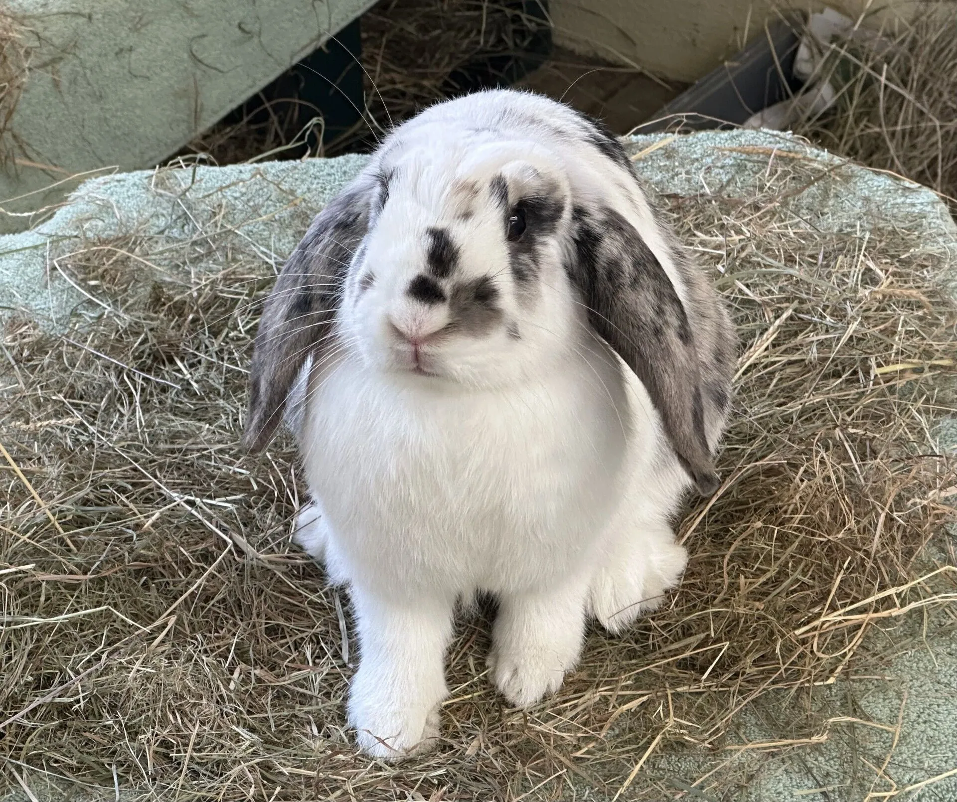 A white rabbit with black and gray spots sits on a pile of hay, looking up with its long ears hanging down on either side of its head, embodying the curious charm typical of a gentle rabbit.