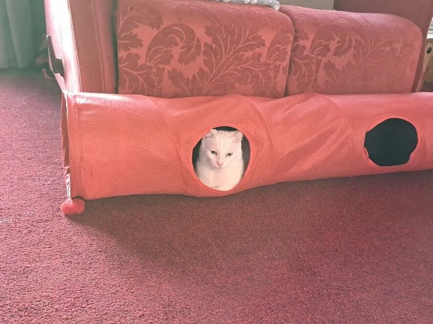 A white cat sits inside a red fabric tunnel with an opening, placed in front of a red patterned couch on a red carpeted floor.