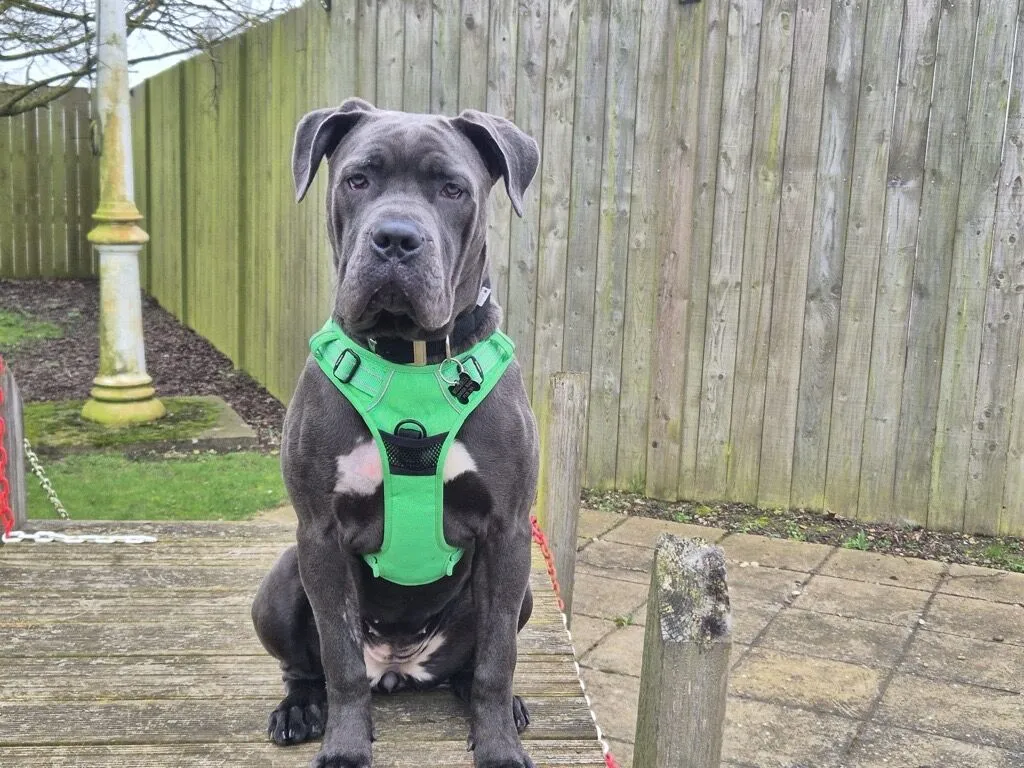 A large grey dog wearing a bright green harness sits on a wooden platform outdoors, with a wooden fence and old lamp post in the background. The dog looks attentively at the camera.