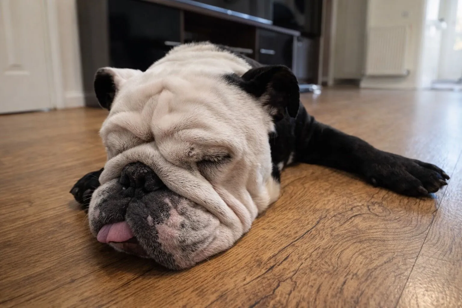 A sleepy bulldog with white and black fur is lying on a wooden floor, eyes closed and tongue slightly sticking out.