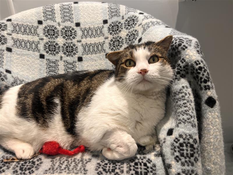 A blaze domestic short hair cat lounges on a patterned blanket draped over a chair, with a small red toy mouse near its front paws. The cat looks up with wide, curious eyes.