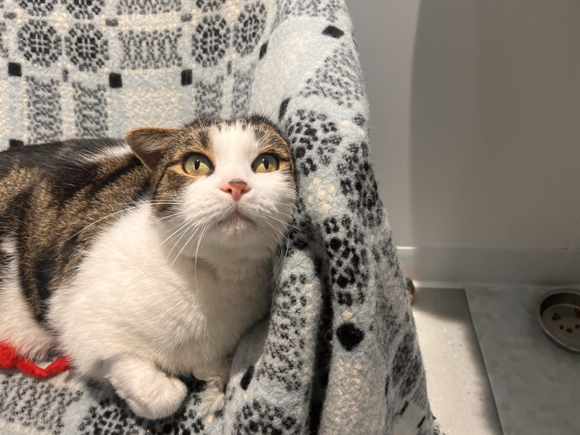 A blaze domestic short hair cat with white, brown, and black fur lies on a patterned blanket, looking up with wide yellow eyes. A small red toy rests near its paw and a food bowl sits on the floor in the background.