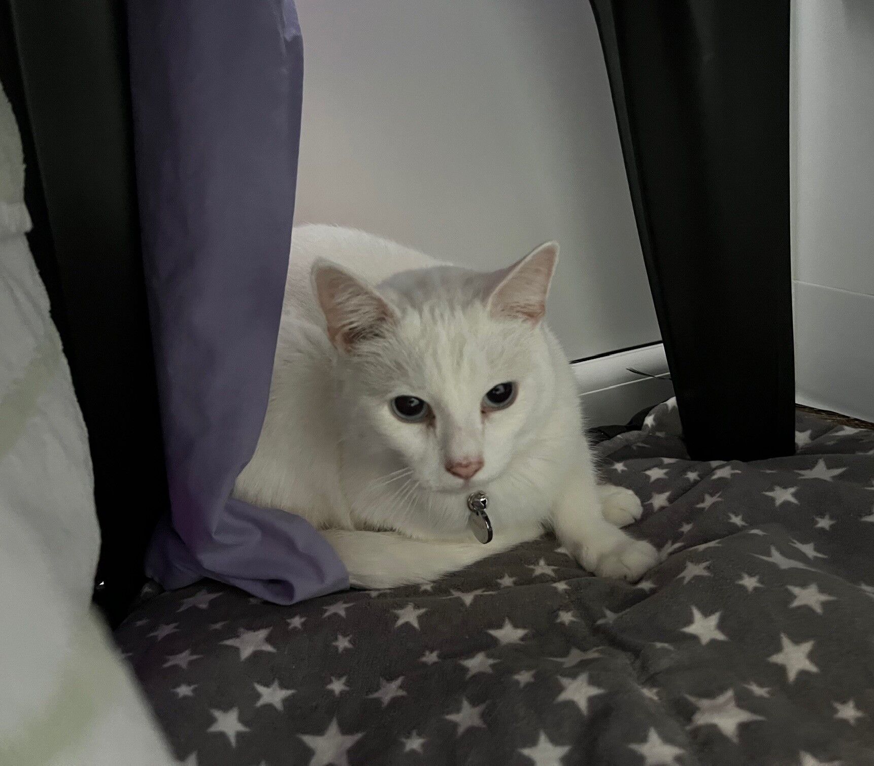 A white cat is lying on a gray blanket with white stars under a table, partially hidden by a purple curtain.