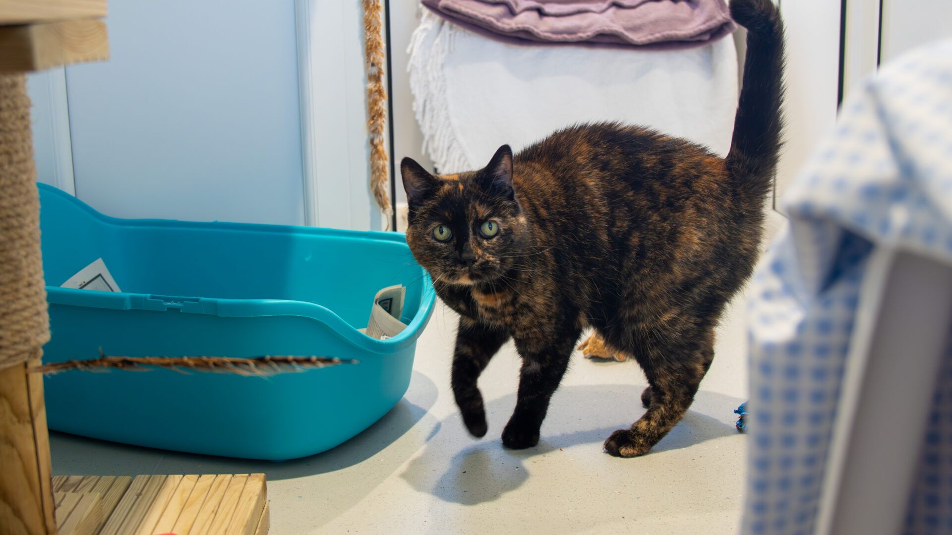 A tortoiseshell cat with green eyes stands near a blue litter tray in a room, looking towards the camera. Household items and furniture are visible in the background.