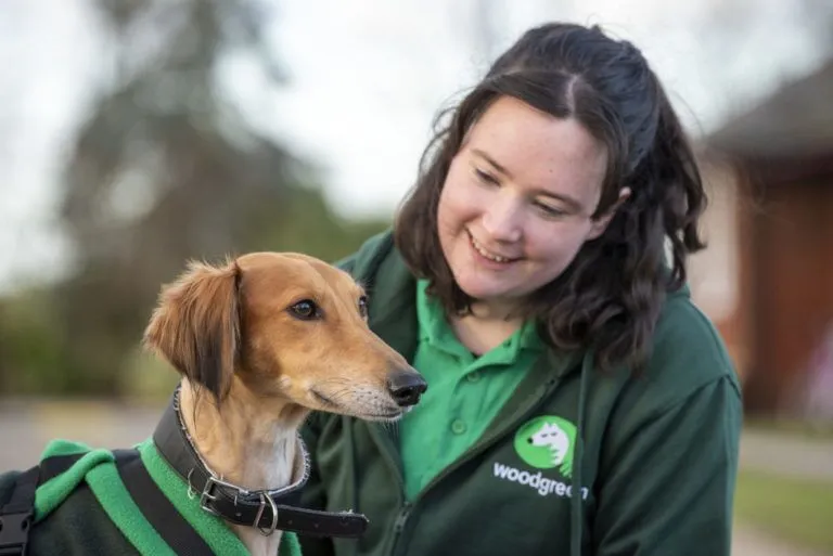 Rescue dog for adoption from Woodgreen