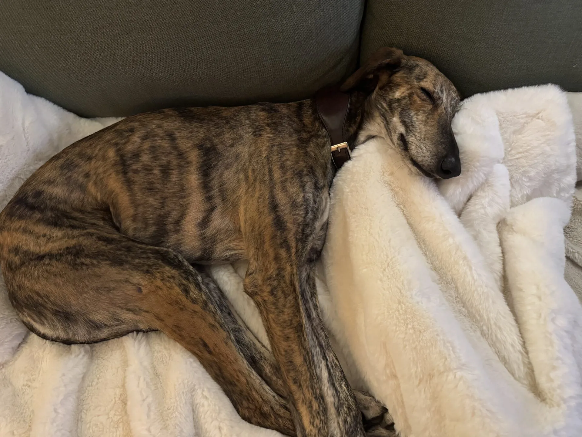 A brindle-colored dog with a dark collar is sleeping peacefully on a white, fluffy blanket, resting its head on the blanket against a green couch.