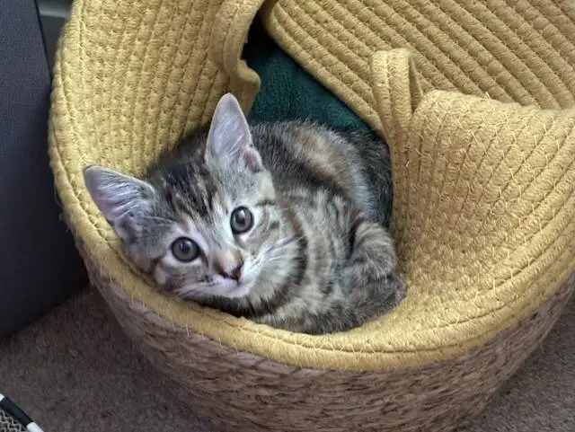 A tabby kitten with big eyes lies curled up inside a yellow woven basket, looking up towards the camera. The basket sits on a carpeted floor.