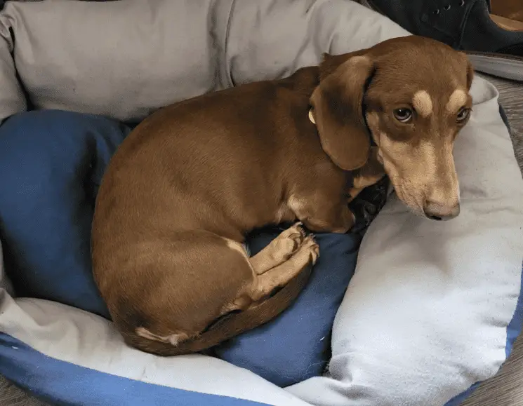 Chocolate the Dachshund dog, with his short brown coat, is curled up in a soft, round, blue and grey pet bed, looking up with a slightly sad expression.