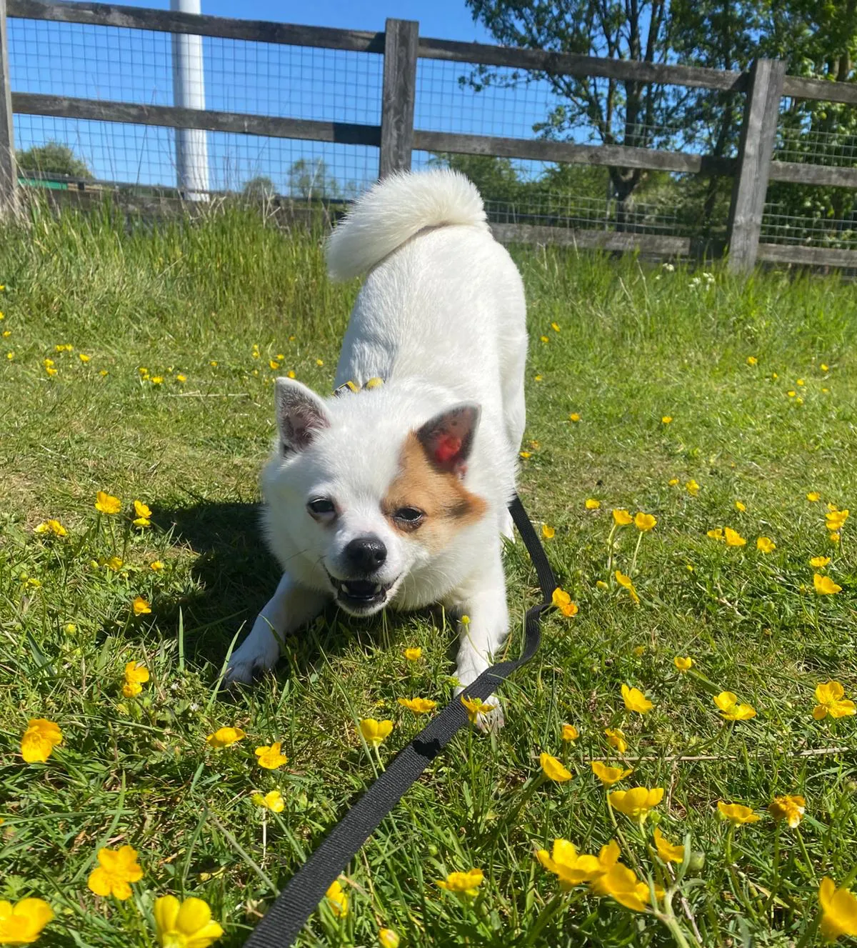 A small white crossbreed with brown markings playfully stretches in a grassy field dotted with yellow flowers, attached to a black lead, with a wooden fence and trees in the background on a sunny day.