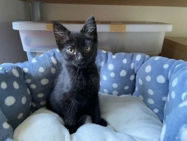 A small black kitten with big ears sits in a blue and white polka dot pet bed, looking directly at the camera. There is a plastic storage box in the background.
